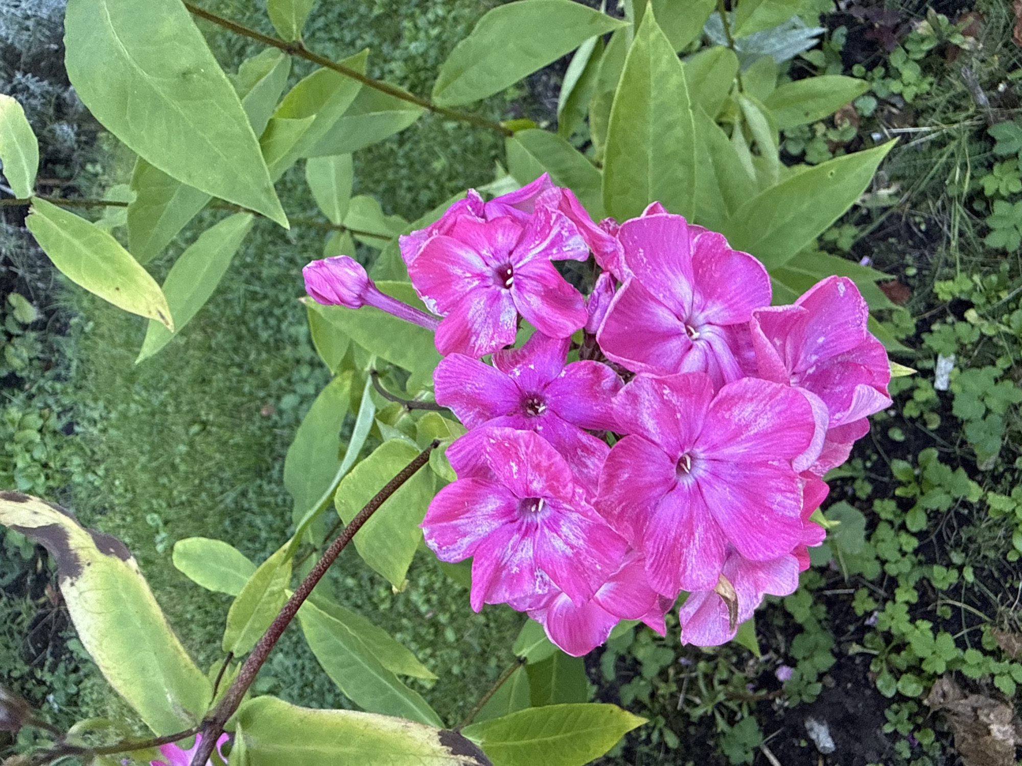 The image shows a cluster of vibrant pink flowers, likely phlox, in a garden setting. The flowers have delicate petals with white markings, and some are in full bloom while others are still buds. They are surrounded by lush green leaves, some of which show signs of yellowing or browning at the edges, suggesting a late summer or early autumn season. The background consists of more green foliage and a patch of grass. The ground is covered with dark soil and small green clover-like plants. No people are present in the image. The scene appears to be in a garden, possibly in Tallinn, Estonia, given the context of the prompt.