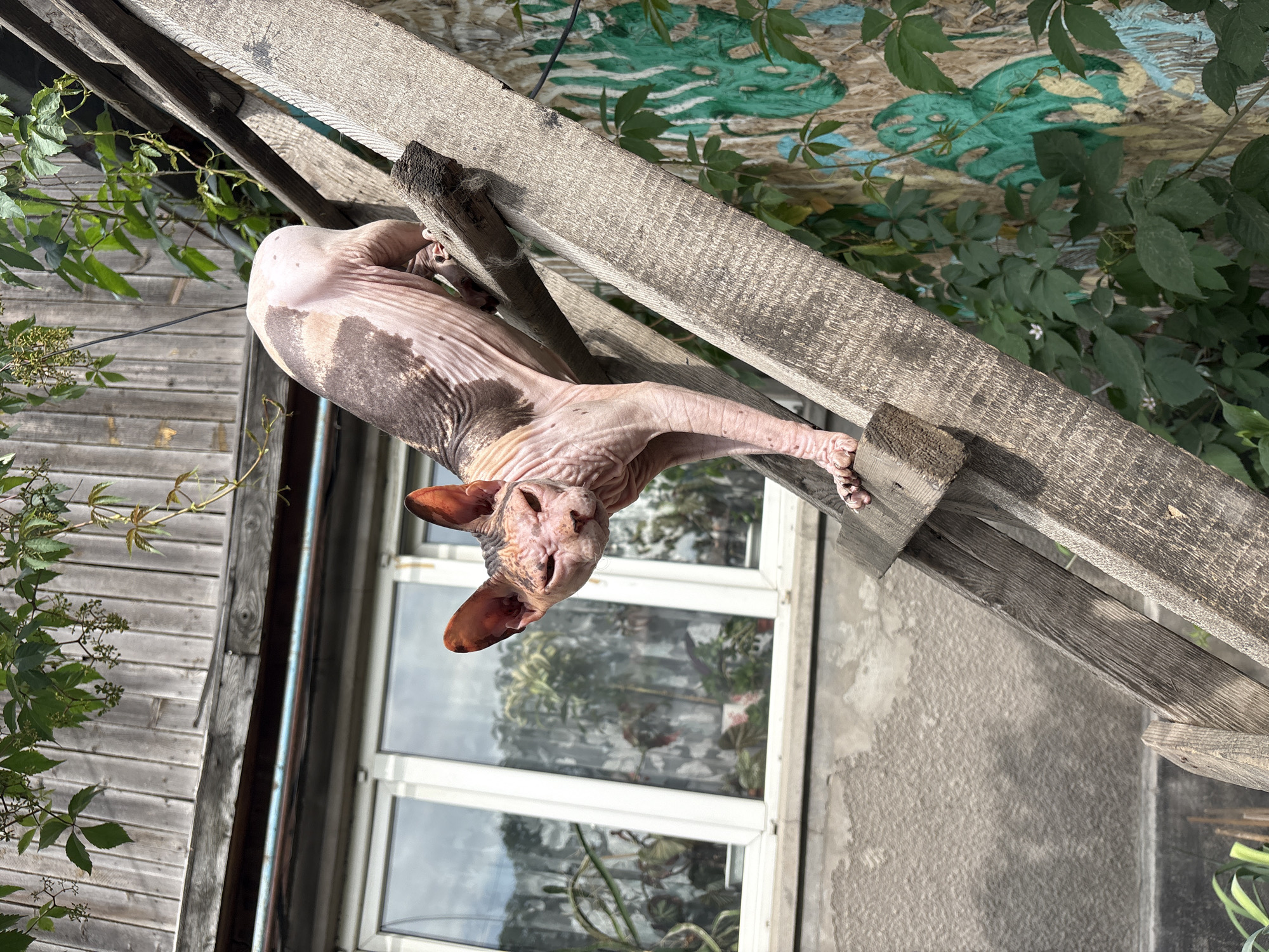 A hairless cat is climbing an angled wooden ladder outdoors. The cat is light-pink with dark brown patches of fur. The cat's face is turned towards the camera, and its eyes are squinted. It is holding onto the ladder with its front paws, and its back legs are bent as if it is about to move further up. The ladder is old and weathered, with visible nails and splinters. Behind the ladder, there is a wooden building with a window and vines growing on the wall. The wall also has a green spray-painted mural of a plant. The scene appears to be in an urban backyard, possibly in the city of Almaty, Kazakhstan, given the architectural style and vegetation. The lighting suggests it is daytime, with sunlight casting shadows.