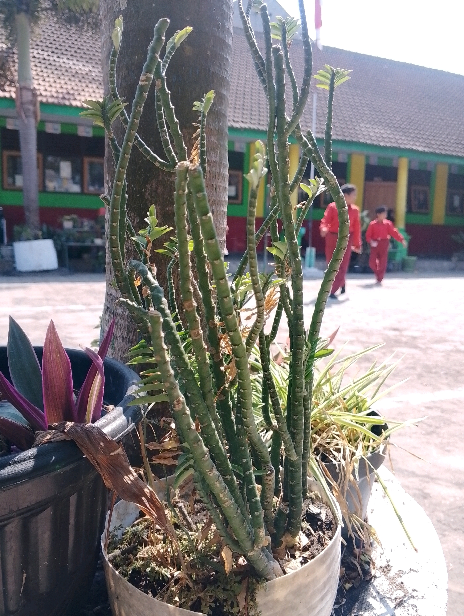 This is a medium shot, eye-level, outdoor photograph taken in the city of Papungan, Indonesia. In the foreground, a large potted succulent plant with segmented, green stems and small new leaves is centered. To the left, another potted plant with long, purple and green leaves is visible. In the background, two figures wearing red uniforms, likely students, are walking across a paved outdoor area. Behind them, a building with a red-tiled roof and yellow and green trim is seen. A palm tree trunk is positioned behind the central succulent plant. The lighting suggests a bright, sunny day.