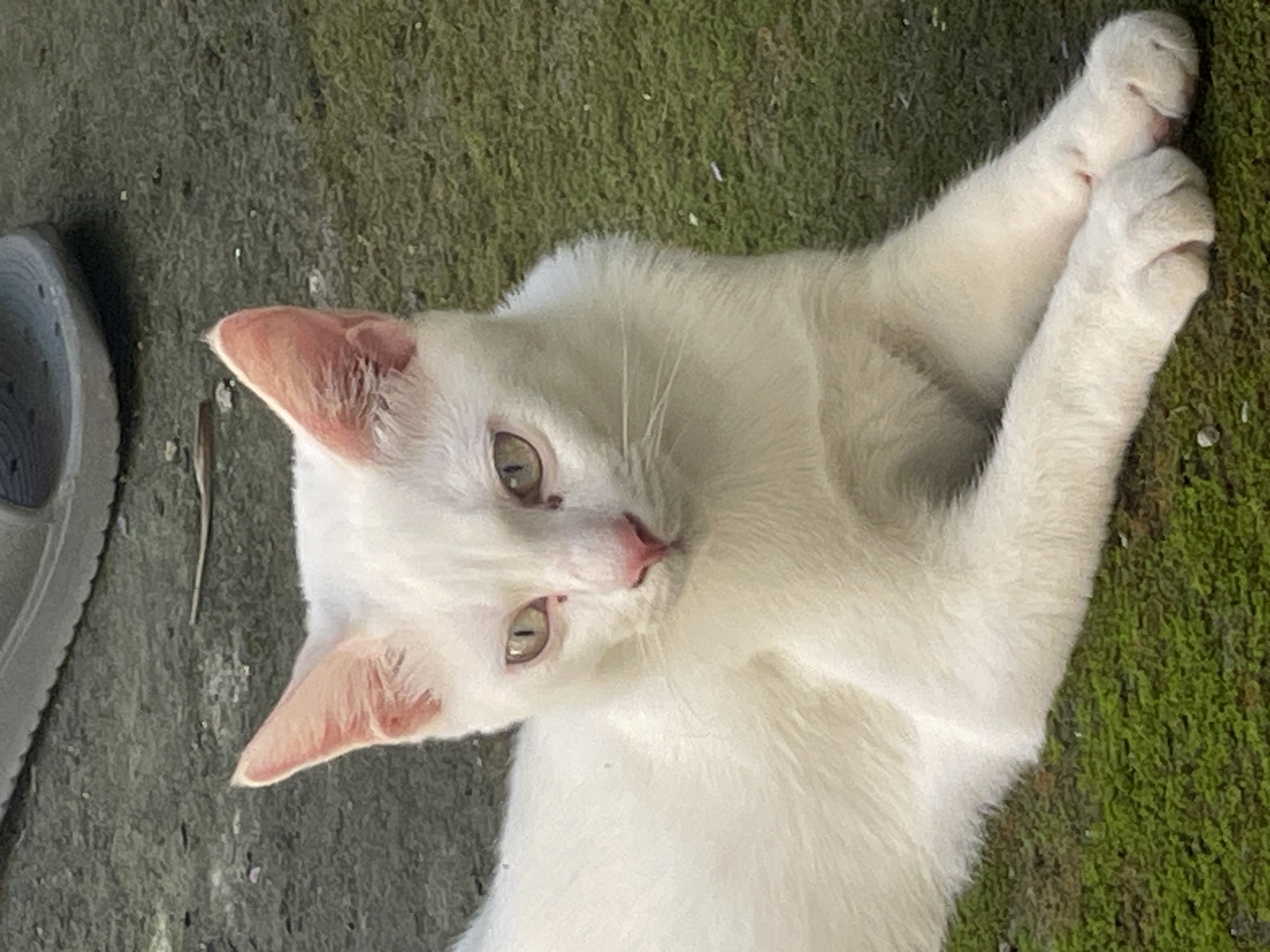 An adult domestic cat with entirely white fur is depicted lying down on a ground covered in green moss. Its front paws are tucked together in the lower center of the frame. The cat features pale green-yellow eyes, a pink nose, and visible pink inner ear tissue. Its head is slightly angled, and its gaze is directed towards the left of the frame. The background consists of a rough, grey concrete or paved surface. A portion of a light grey footwear item, consistent with a sandal sole, is visible in the upper background. Small fragments of organic debris are scattered across the mossy surface. The scene is outdoors under natural lighting conditions. No individuals or specific interactions are present.
