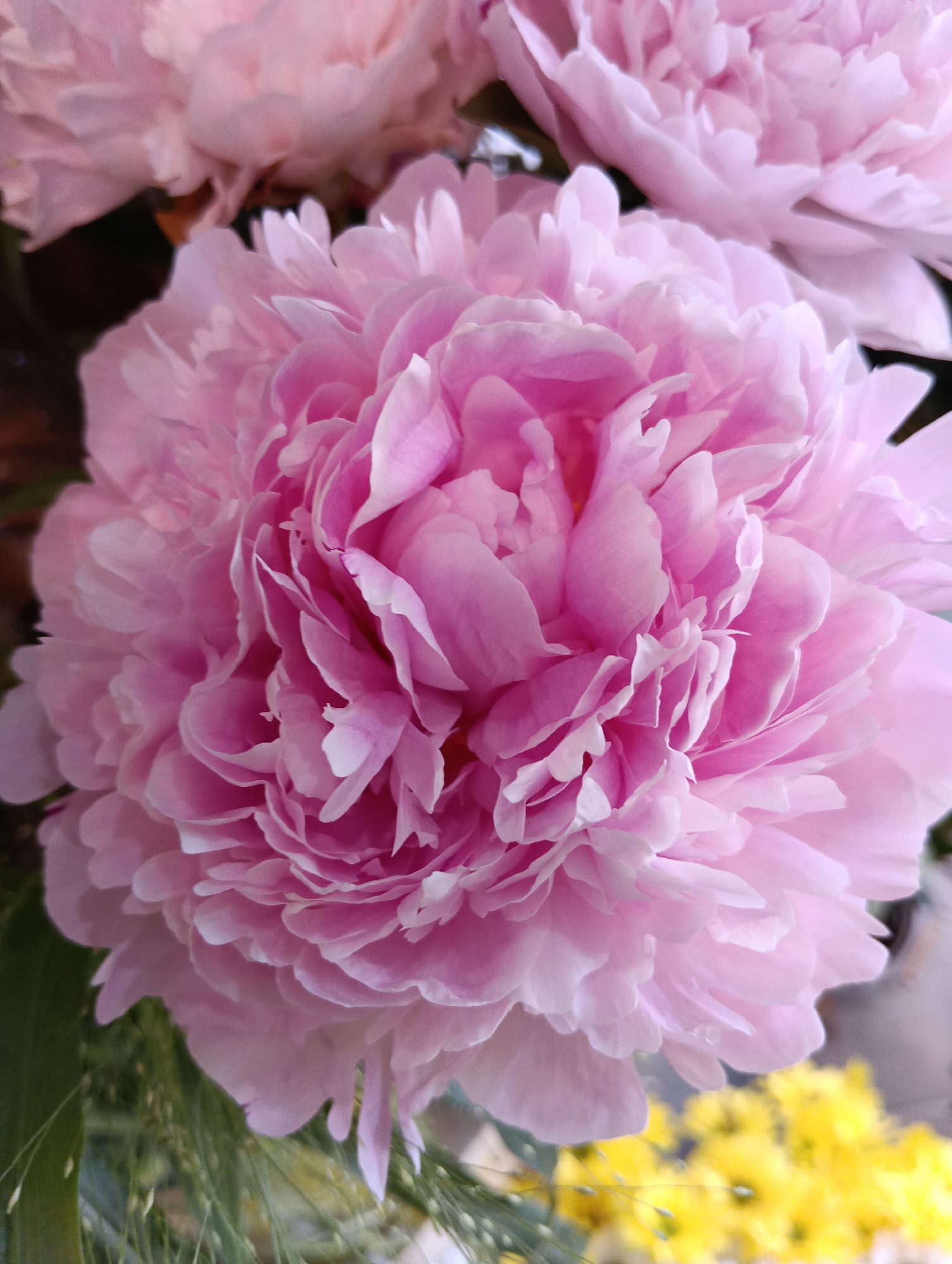 This media file is a close-up, vertical-format photograph of several pink peonies. The primary subject is a large, fully bloomed peony in the center of the frame, showcasing its many delicate, ruffled petals. Behind and slightly above it, parts of two other pink peonies are visible. To the bottom left, there are some out-of-focus green foliage and thin grassy elements. In the bottom right, there is a blur of bright yellow flowers, suggesting a complementary floral arrangement. The lighting appears soft and natural, with no harsh shadows, suggesting it might be daytime, possibly indoors or in a shaded outdoor setting. The focus is sharp on the central peony, with the surrounding elements softly blurred, creating a shallow depth of field that emphasizes the main flower. There is no visible text in the image. The overall mood is serene and beautiful, highlighting the natural elegance of the peonies. The context provided indicates the location is Sofia, Bulgaria, but this information cannot be visually confirmed from the image itself.