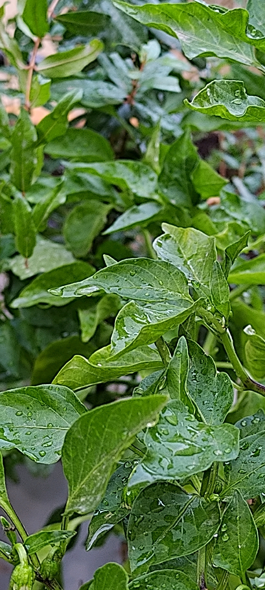 The image displays a close-up view of wet, green leaves, likely from a plant in a garden or yard. Water droplets are visible on the surface of the leaves, suggesting recent rainfall or watering. The leaves are varied in shape and size, with some appearing slightly glossy from the moisture. The background is blurred, showing a darker, out-of-focus area that hints at more foliage or a textured surface. A small, pale green bud-like structure is visible in the lower left corner of the image, attached to a stem. The scene is captured in an outdoor setting, with natural light illuminating the plants. There are no people or animals visible in the frame. The overall impression is one of fresh, damp greenery. The image is a vertical shot taken in Khujand, Tajikistan.