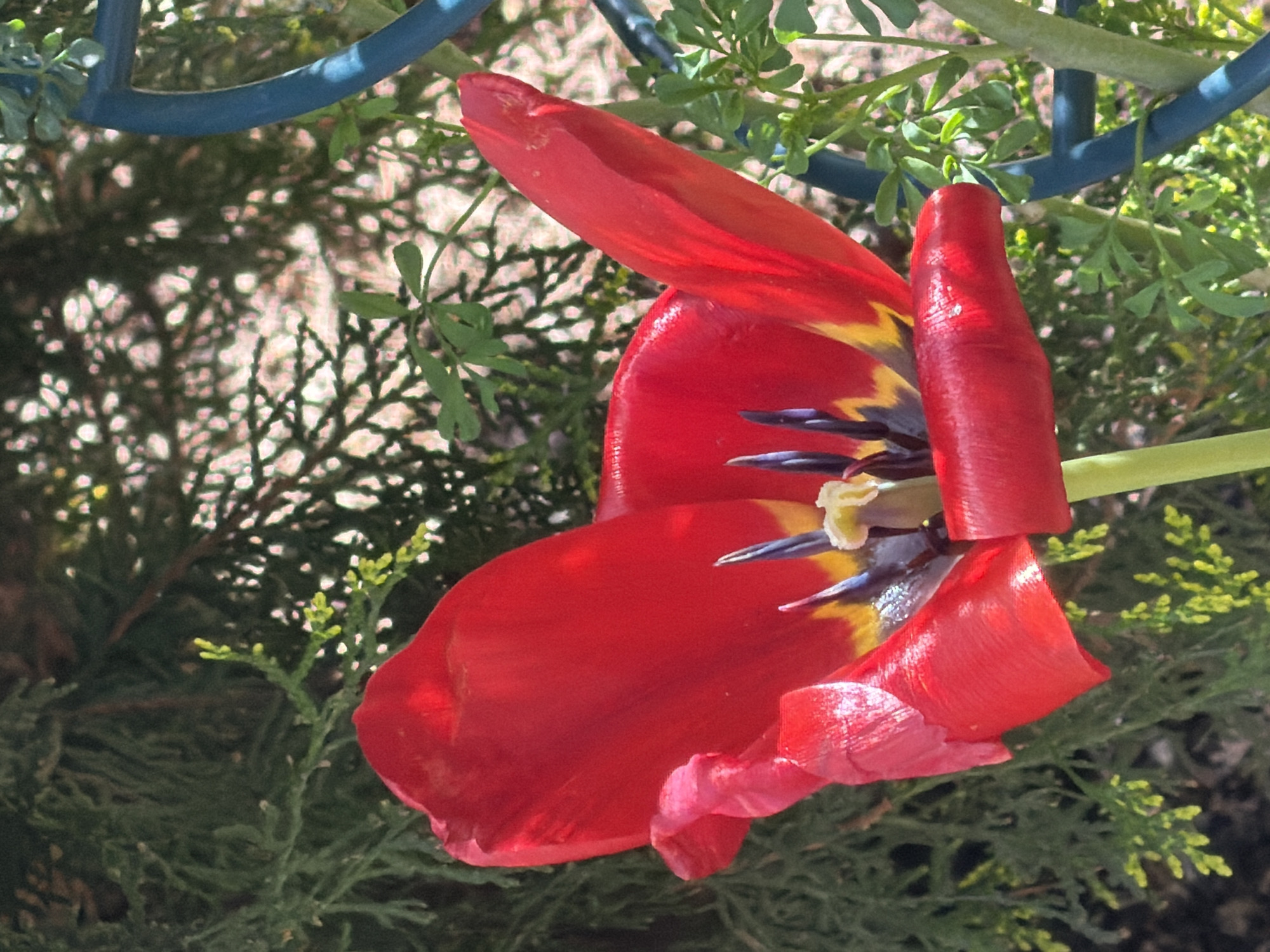 A close-up shot shows a tulip in a state of partial disintegration, with vibrant red petals unfurling and curling back. The flower's interior displays yellow and dark purple elements. The tulip is surrounded by greenery, including fern-like plants and small-leaved foliage. A blue metal structure is visible in the upper portion of the frame. The location is inferred to be Esch-sur-Alzette, Luxembourg, but without further context, the specific site is unknown. There are no people visible in the image. The primary subject is the tulip.