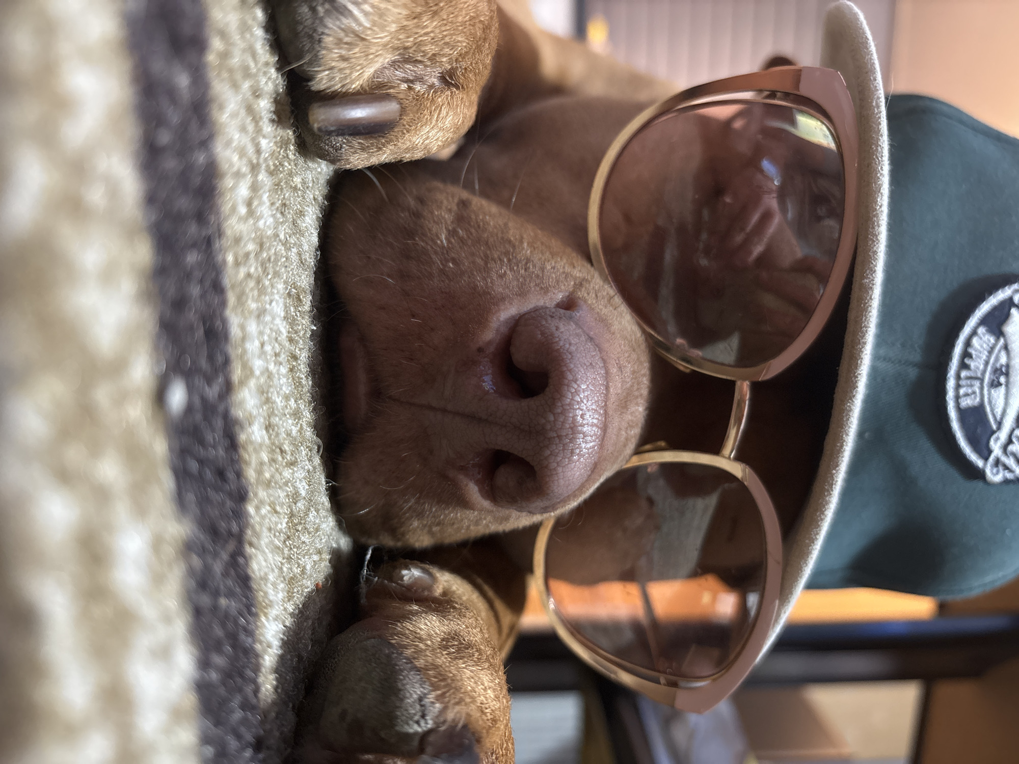 A brown dog wearing sunglasses and a green hat is shown close-up. The dog's paws are visible, resting on a striped surface. The focus is on the dog's nose and the glasses. The hat appears to have a badge on it. The environment is indistinct. No information in the image suggests it is located in Sofia, Bulgaria.
