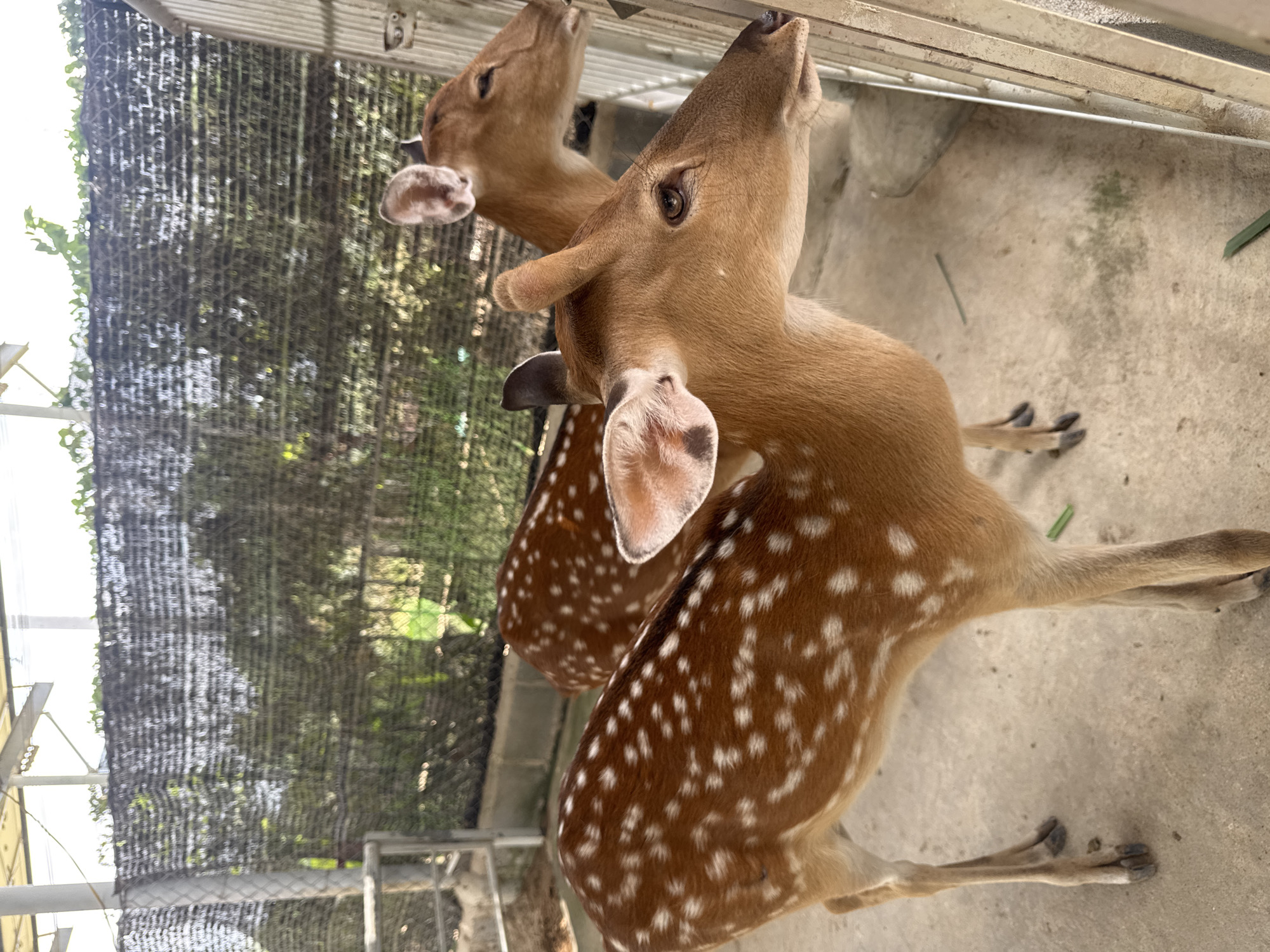 Two spotted deer are standing in an enclosure. The deer in the foreground is facing to the right, with its head lowered slightly. The deer in the background is partially obscured by the deer in the foreground and is also facing to the right. The enclosure appears to be outdoors, with a concrete floor and a fence made of metal and mesh. Green foliage is visible beyond the fence, suggesting a natural or semi-natural environment. The image was taken at a zoo or wildlife park in Phước Hải, Vietnam.