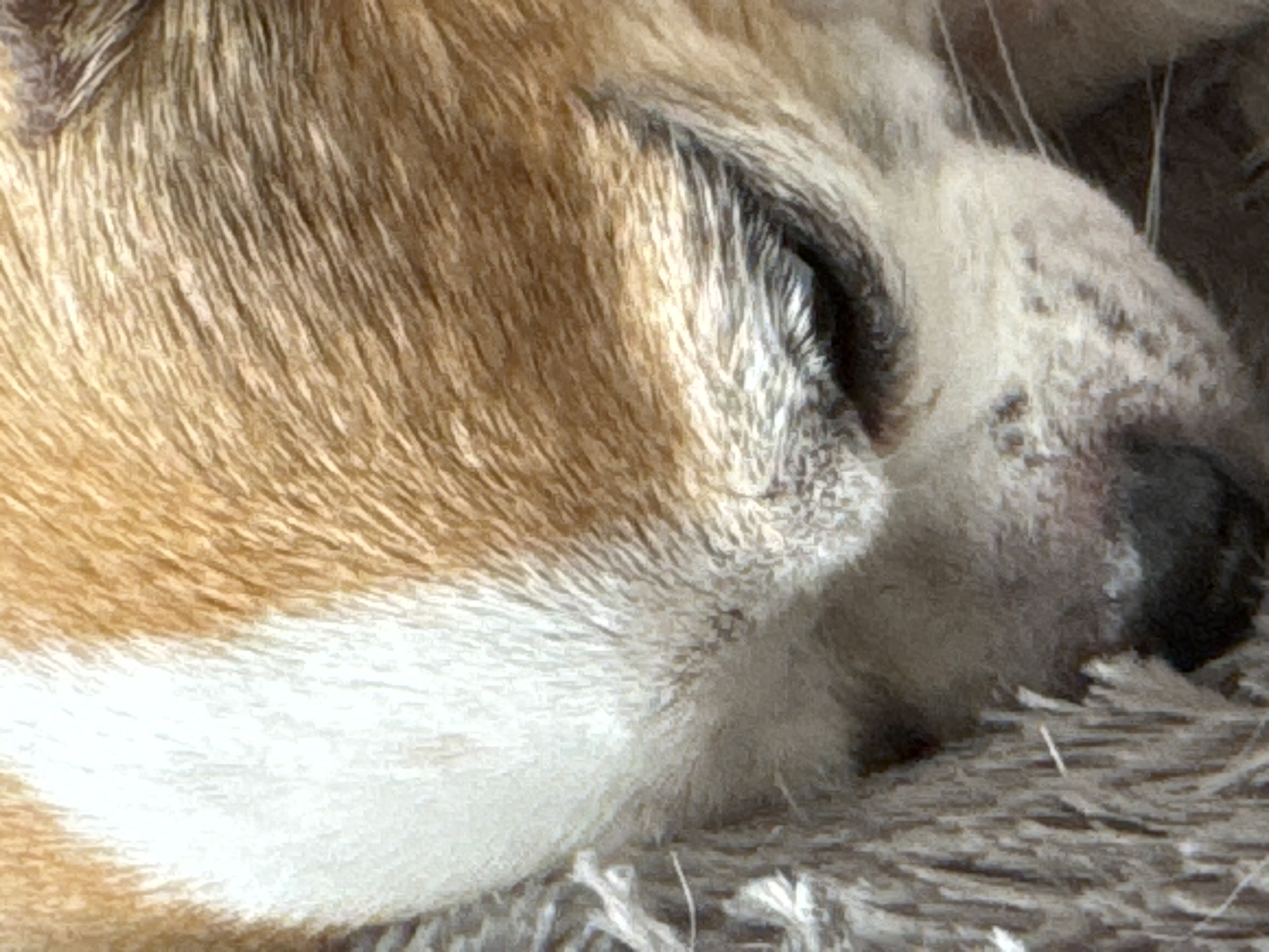 A close-up, overhead shot focuses on the face of a small dog, likely a chihuahua, resting on a textured surface. The dog's fur is a mix of tan and white, with a prominent white stripe running down its forehead. Its eye is partially closed, with dark eyelashes visible. The dog's nose is dark, and its mouth is slightly open, revealing a hint of its tongue. The background appears to be a coarse, woven material, possibly a rug or blanket, in shades of gray and beige. The lighting suggests it's outdoors, possibly in a shaded area, with natural light illuminating the dog's features.
