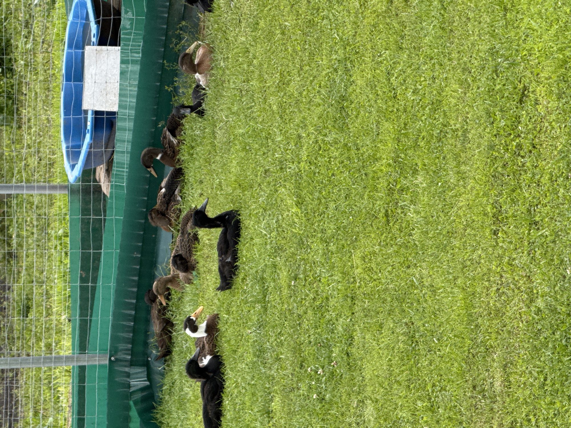 In Galinė, Lithuania, a flock of ducks rests on a patch of well-maintained green grass, enclosed by a fence and a green barrier. A blue plastic tub, likely for water, is visible in the background, with a white sign affixed to it. Several of the ducks are black, while others have brown and white markings. The ducks are spread out across the grassy area, some lying down and others appearing to be resting or observing their surroundings. The scene suggests an outdoor enclosure, possibly a farm or a dedicated duck habitat.