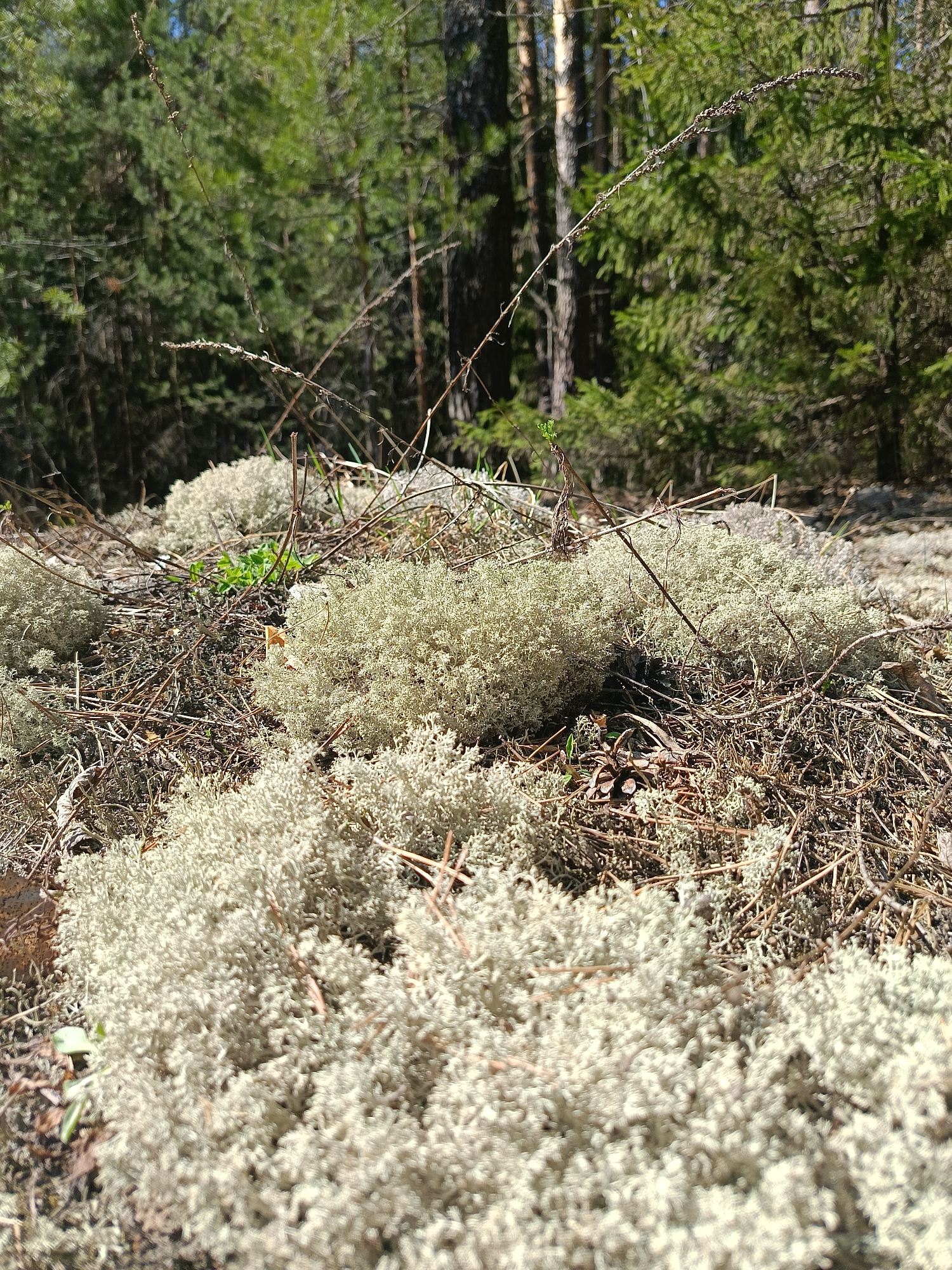 The image shows a forest floor in what appears to be a taiga or boreal forest. The dominant ground cover is a dense mat of reindeer lichen (Cladonia rangiferina), also known as reindeer moss, mixed with dried twigs and pine needles. A few small green plants are visible. In the background are trees, primarily evergreens such as pines and spruces, typical of a northern forest. The light is bright and sunny. No people are visible. The image doesn't provide sufficient information to confirm its location as the city of Chaikovsky, Russia.