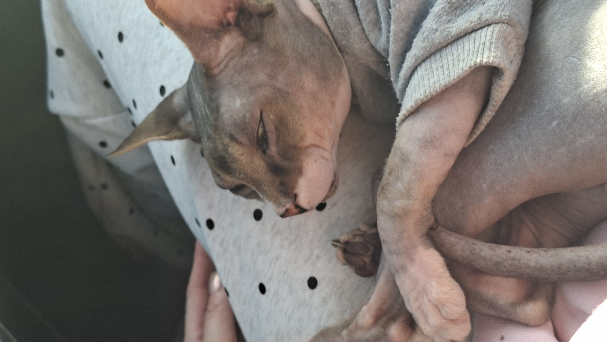 In Бягомльскі сельскі Савет, Belarus, a close-up shot focuses on a hairless cat sleeping comfortably on a light-colored blanket adorned with black polka dots. The cat, a Sphinx breed, is wearing a grey sweater. Its eyes are closed, and its body is relaxed, with one paw resting on the blanket and another tucked towards its body. A hand with manicured fingernails is visible in the upper left corner of the frame, gently resting on the blanket near the cat. The background is out of focus, suggesting an indoor setting. The lighting is soft, creating a peaceful atmosphere.