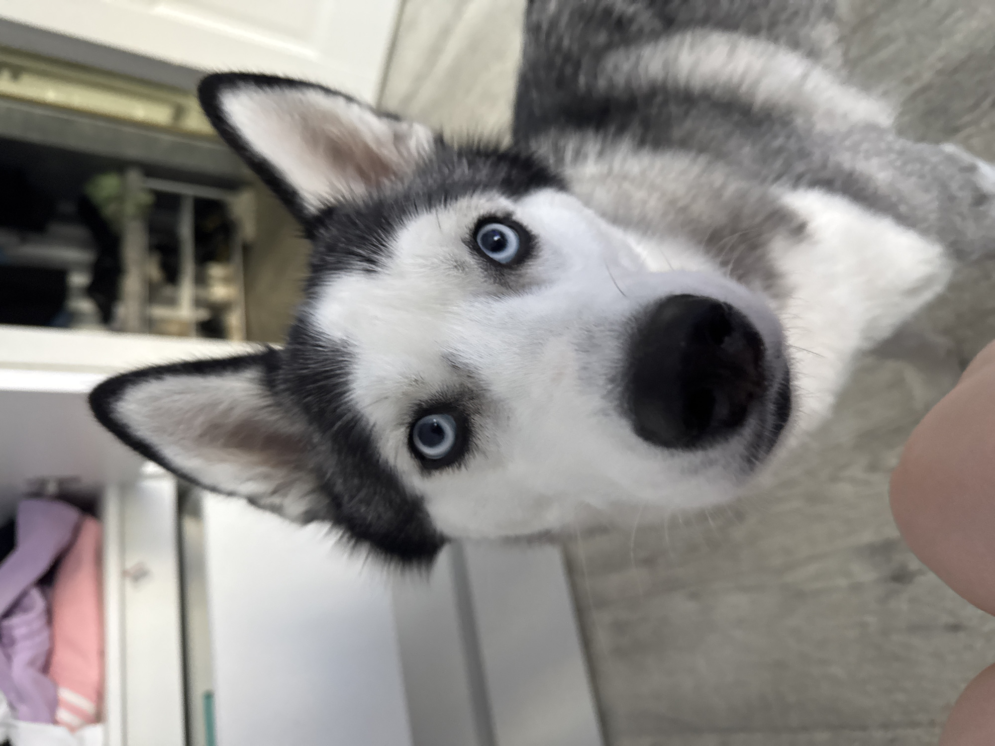 A close-up shot depicts a husky dog with striking blue eyes looking directly at the camera. The dog's fur is predominantly white around the face with black and gray markings on its head and body. The large, wet nose is a prominent feature. The background includes a partially visible white cabinet with items inside, as well as light gray flooring. The setting is indoors, but a specific location in any city or region is not discernible. A pink object is also present next to the white cabinet. Part of a person is visible in the corner of the image.