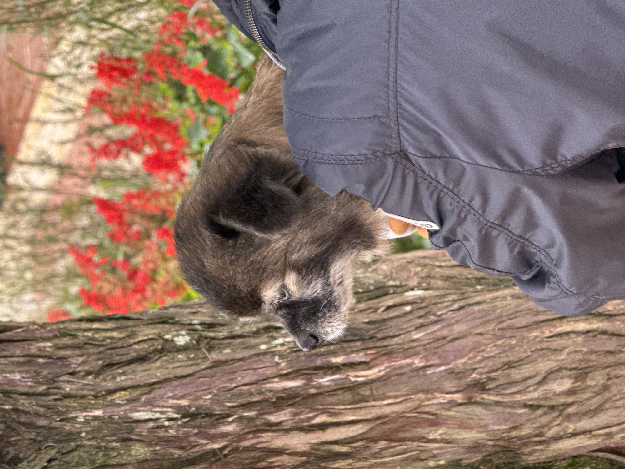 A dog's head is visible from the side, looking to the left. The dog has brown and black fur with a white muzzle. It is held by a person wearing a dark blue puffer jacket. The background is blurred, showing a large tree trunk on the left and red flowers and green foliage on the right. The scene appears to be outdoors, possibly in a garden or park. The image does not provide specific details to determine the location within Da Lat, Vietnam.