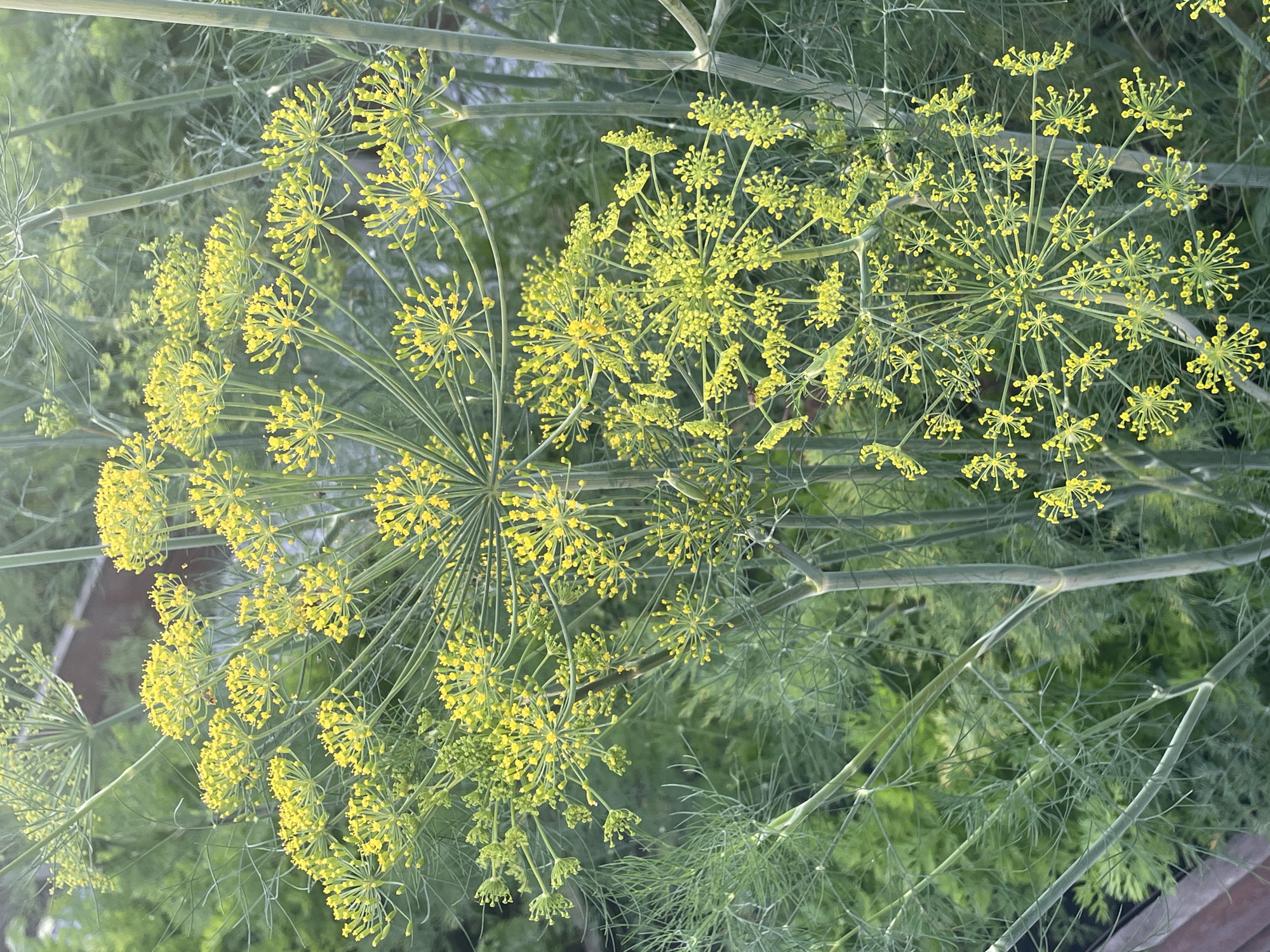 The image shows a close-up view of flowering dill plants. The dill flowers are small and yellow, clustered in umbrella-shaped umbels. The dill plants are tall and bushy with feathery green leaves. The background is blurred and appears to be a garden setting, with hints of other greenery and a wooden structure. The image was taken in the city of Маминское, Russia. There are no people or animals visible in the image. The scene is peaceful and natural.