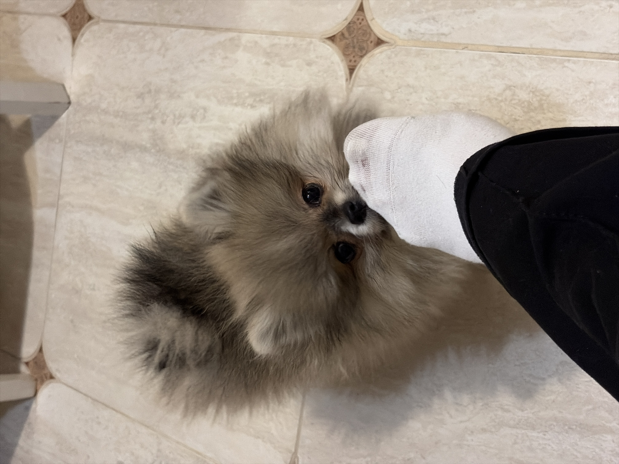 An indoor scene features a small, fluffy Pomeranian dog with light brown, tan, and grey fur. The dog is positioned on a cream-colored tiled floor with a repeating, light brown, quatrefoil-like decorative pattern. The dog's dark eyes are directed upwards, and its snout is pressed against a human foot, which is encased in a white sock. The dog appears to be playfully mouthing or biting the sock. A section of a human leg, clad in black trousers, is visible above the sock. In the background, parts of light-colored furniture or structural elements are partially visible against the tiled floor. The specific location in the city of Saint Petersburg, Russia, cannot be determined from the visual information presented in the image.
