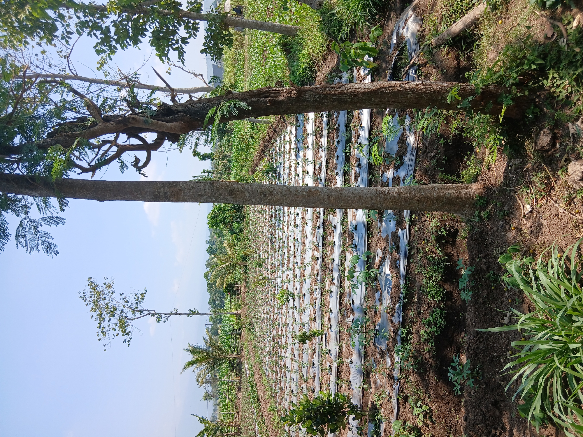 This image depicts an agricultural field in Sekarputih, Indonesia, under a clear blue sky. The field features rows of young plants, each covered with white plastic mulch to retain moisture and suppress weeds. These rows stretch across the frame, indicating organized cultivation. In the foreground and to the right, large trees with rough bark stand prominently, their branches extending upwards. The ground is a mix of brown soil and patches of green grass. In the background, more trees and vegetation are visible, along with a distant glimpse of rolling hills and some structures, suggesting a rural or semi-rural setting within Sekarputih. There are no people or animals visible in the frame.