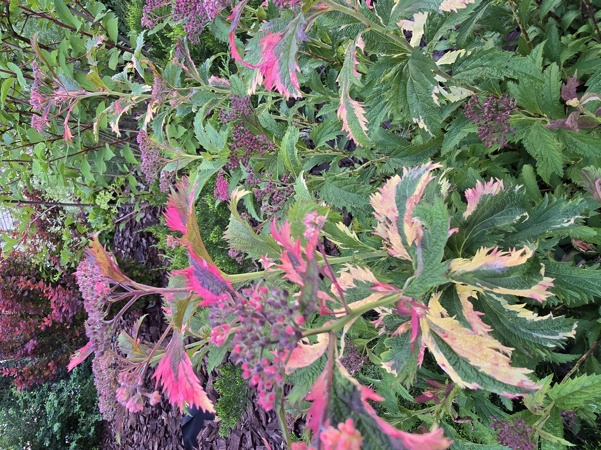 A close-up, eye-level outdoor shot captures a variegated plant with deeply serrated leaves, exhibiting striking splashes of bright pink and creamy yellow against a backdrop of green foliage. The plant's flower clusters, small and purplish-pink, are visible and appear to be in the bud stage. The background is filled with more greenery and hints of darker foliage, suggesting a garden setting. The image was taken in Sofiivska Borshchahivka, Ukraine.
