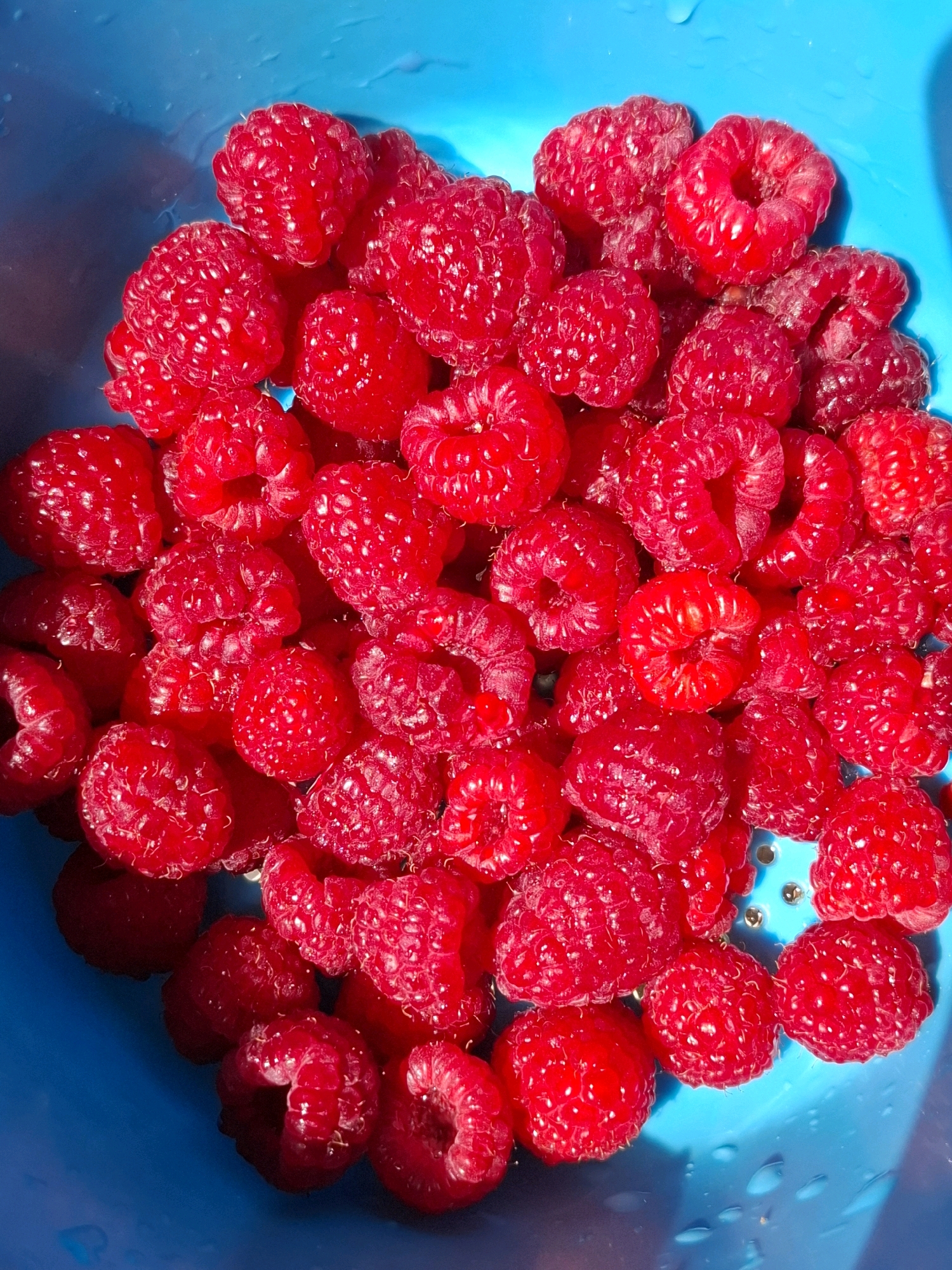 A close-up, overhead view captures a vibrant collection of ripe raspberries nestled within a bright blue colander. The raspberries, varying slightly in size and shape, are a rich, deep red, some glistening with moisture, indicating they may have been recently washed. Their textured surfaces, composed of many tiny drupelets, are clearly visible. The colander's blue hue provides a stark contrast to the warm red of the berries. The background is predominantly the blue of the colander, with some areas appearing slightly darker due to shadows. There are no people or any other objects visible in the frame. The image is well-lit, highlighting the fresh appearance of the fruit. The scene is devoid of any context related to the city of Tyumen, Russia; it depicts a simple, still-life arrangement of raspberries in a kitchen utensil.