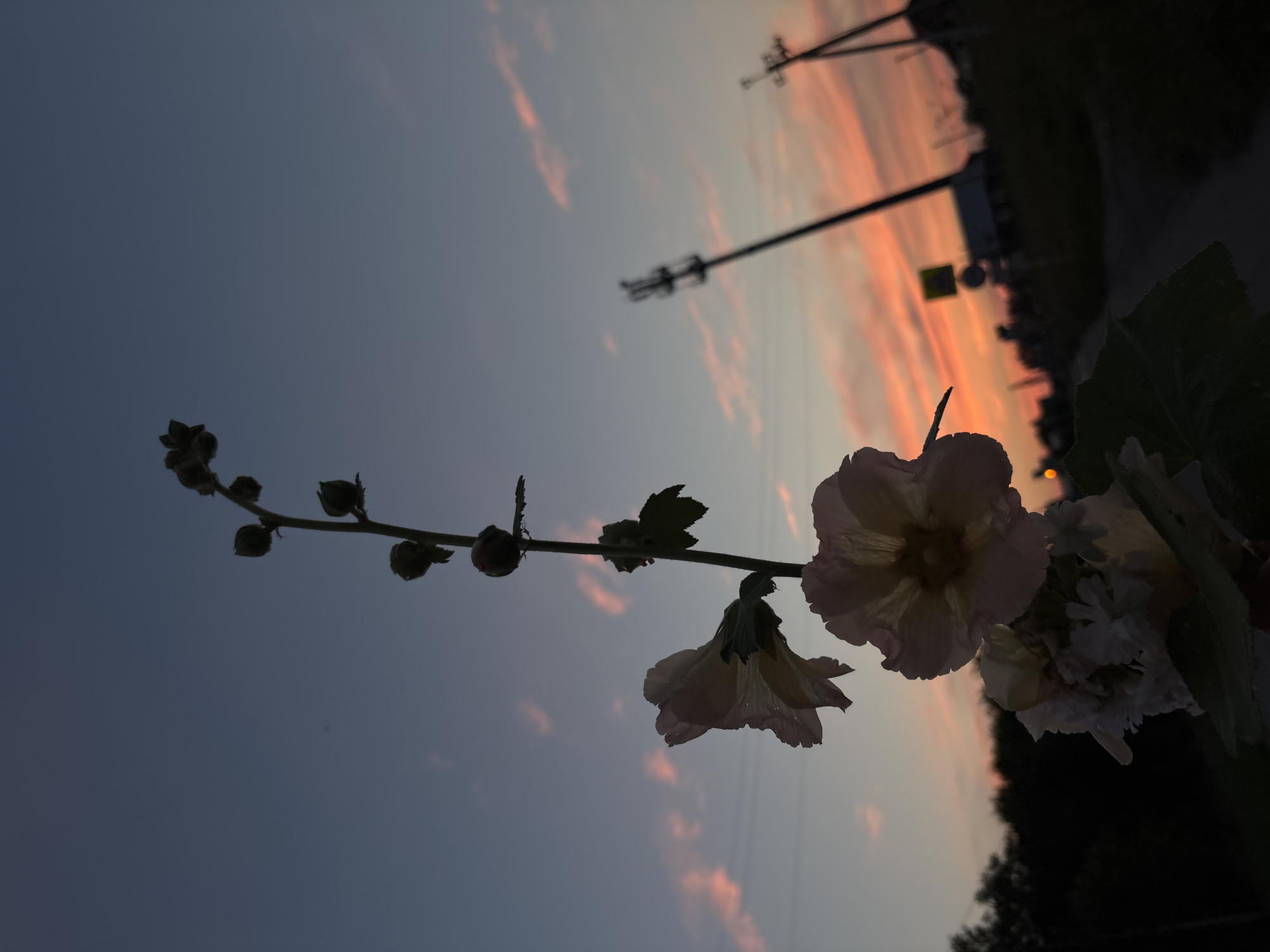 The image is a low-angle shot of a stalk of mallow flowers silhouetted against a twilight sky. The sky displays a gradient of colors, from a deep blue at the top to shades of pink and orange near the horizon, indicating the sun has recently set. Wispy clouds are illuminated by the fading sunlight. In the foreground, the mallow flowers are dark silhouettes, with some petals visible, appearing delicate and possibly dew-kissed. A thin stem with developing buds is also visible. In the background, silhouetted against the colorful sky, are power lines with utility poles. To the right, there are faint outlines of buildings and what appears to be a road or path. The overall mood is serene and atmospheric, capturing a natural scene at dusk in a rural or semi-rural setting, possibly in Vishnevka, Russia, given the presence of typical Russian rural infrastructure like power poles. There are no people or animals visible in the frame.