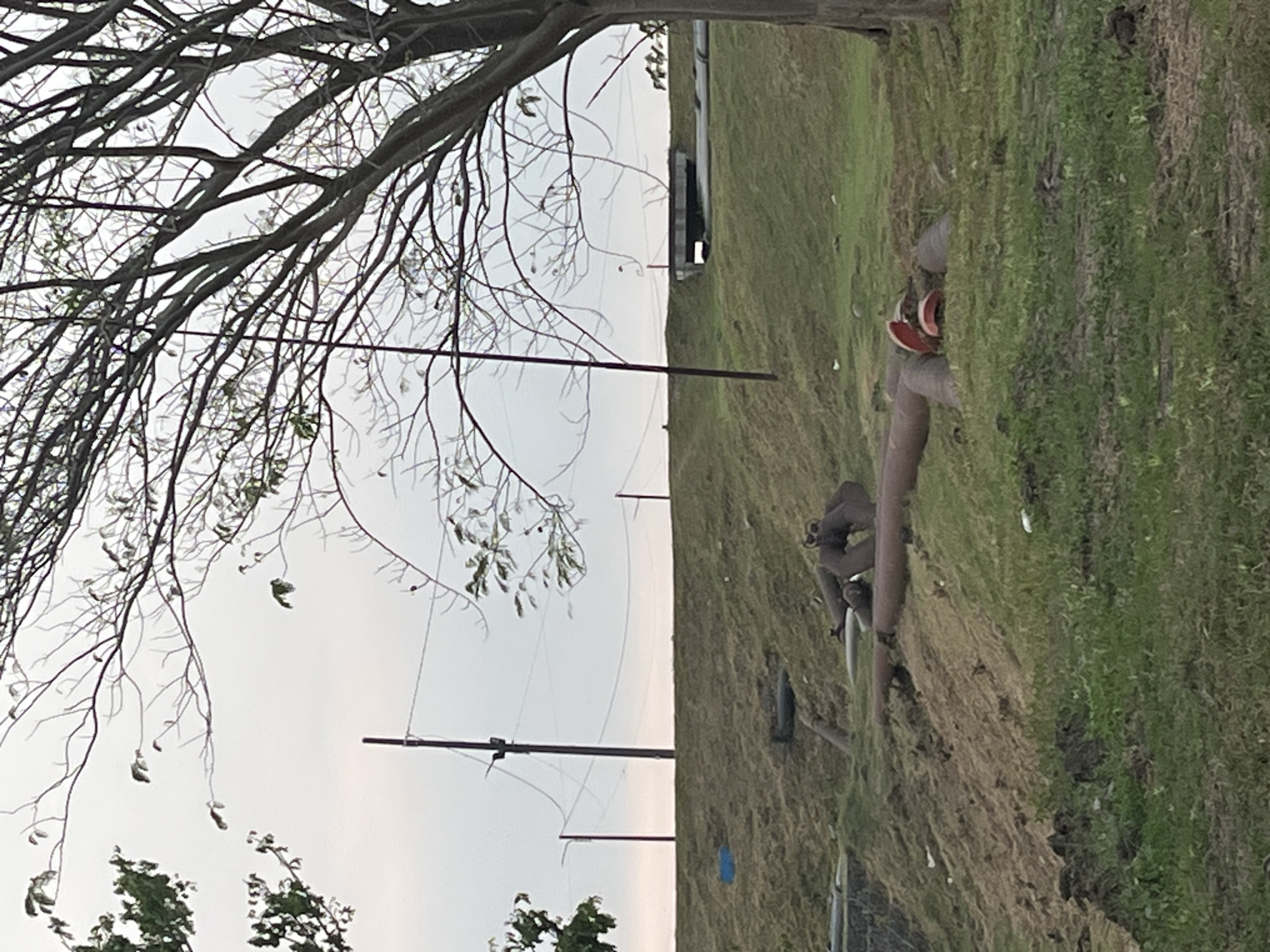 The image depicts an outdoor scene with a large tree on the right, its branches extending across the frame against a hazy sky. The foreground features a grassy slope with several large, rusty pipes laid on the ground. Some of these pipes are connected, forming U-shapes, and one appears to have red caps on its openings. The slope is uneven, with patches of disturbed earth and vegetation. In the middle ground, a higher embankment is visible, also covered in grass. Several utility poles and power lines stretch across the background, with a bridge-like structure further in the distance. The overall impression is one of an industrial or utility area on the outskirts of a city, possibly near water. The presence of the pipes suggests a system for transporting fluids. This scene could be located in the city of Besuki, Indonesia, given the visual cues.