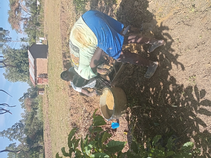 Two individuals are engaged in farming activities in a rural setting. One person, wearing a t-shirt and blue shorts, is bent over working the soil, while another person kneels beside them. A large, round container sits nearby. The ground appears to be dry and barren, contrasting with the lush green trees and vegetation in the background. A small, simple building is also visible in the distance. The shadows cast by nearby plants suggest a sunny day.