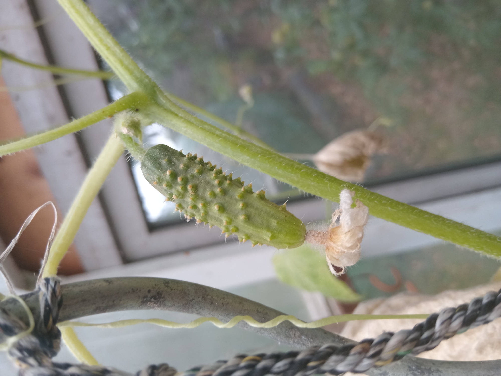 A small, immature cucumber, covered in soft spines, is attached to a green vine. The cucumber is positioned slightly to the left of center in the frame. The vine is hairy and appears to be growing upwards and to the right. A withered flower is attached to the stem below the cucumber. The background is blurred, showing hints of green foliage and a window frame. A thick, grey and black rope is visible on the left side of the image, tied to a metal pole, suggesting the plant is being supported or trained. The overall scene depicts a close-up view of a growing plant, likely in a garden or greenhouse setting. The location is Weissenthurm, Germany.