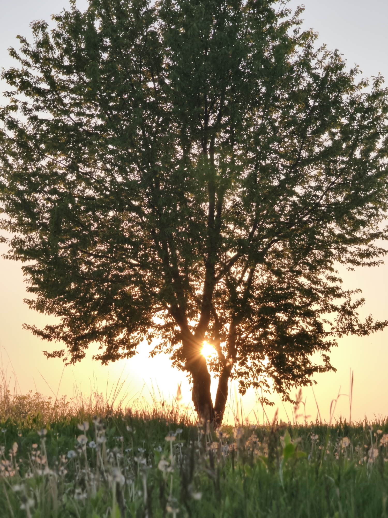 The image shows a large, leafy tree silhouetted against a setting or rising sun. The sun is positioned directly behind the trunk, creating a starburst effect of light shining through the branches. In the foreground, there's a field of tall grass and wildflowers. The environment suggests a rural or countryside setting. There are no people visible in the image. The location is not confirmed to be in Kopychyntsi, Ukraine.