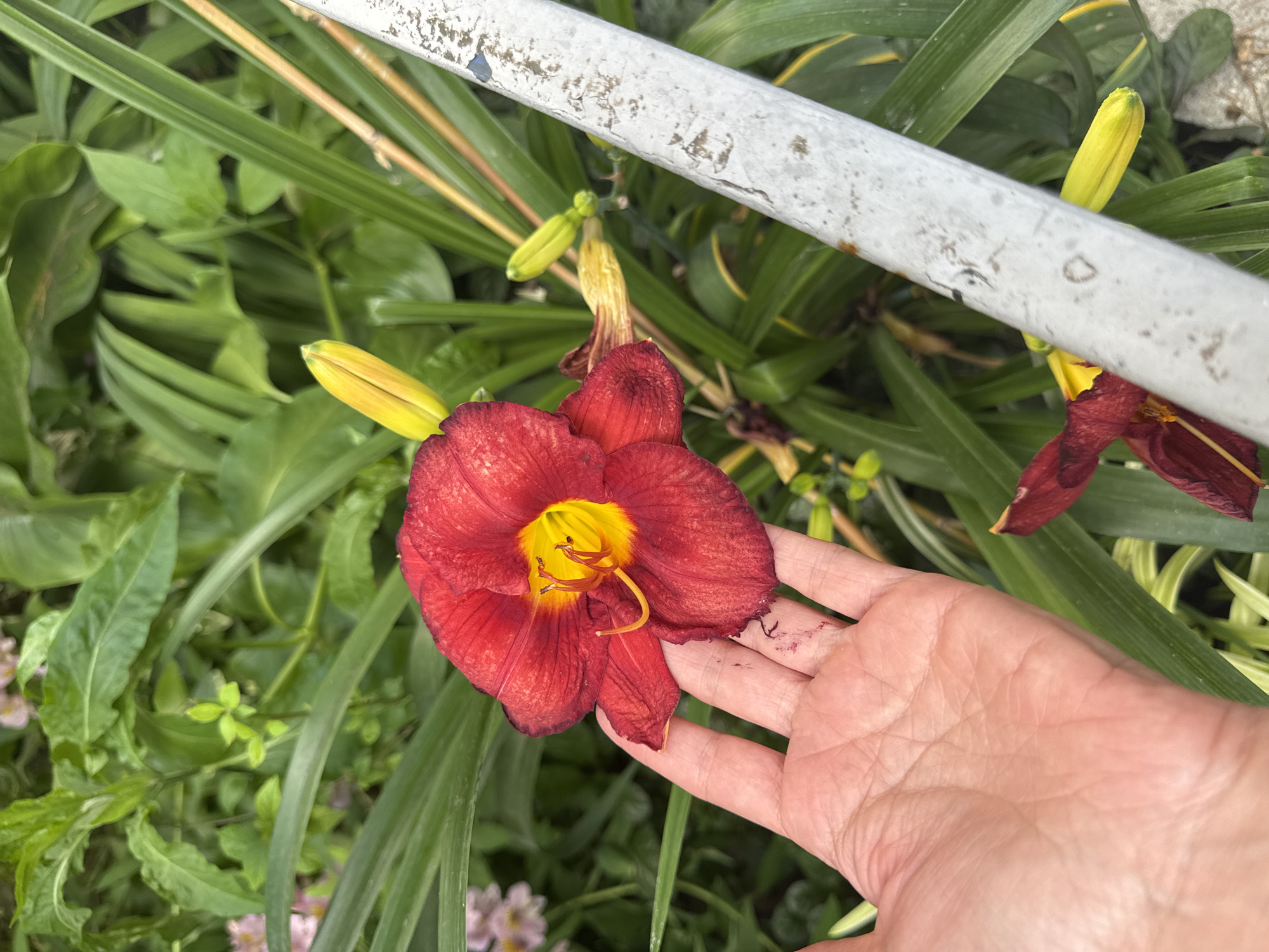 A hand is gently touching a dark red daylily with yellow in the center. The daylily is in bloom, with several yellow buds nearby. Lush green foliage surrounds the flower, and a portion of a weathered, white metal bar runs across the top of the image. The scene suggests an outdoor setting, likely a garden. The lighting indicates it could be daytime, with soft light illuminating the flower. The presence of the hand implies interaction with the plant, possibly for examination or appreciation. No visible text is present in the image. The context provided places the scene in Sochi, Russia.