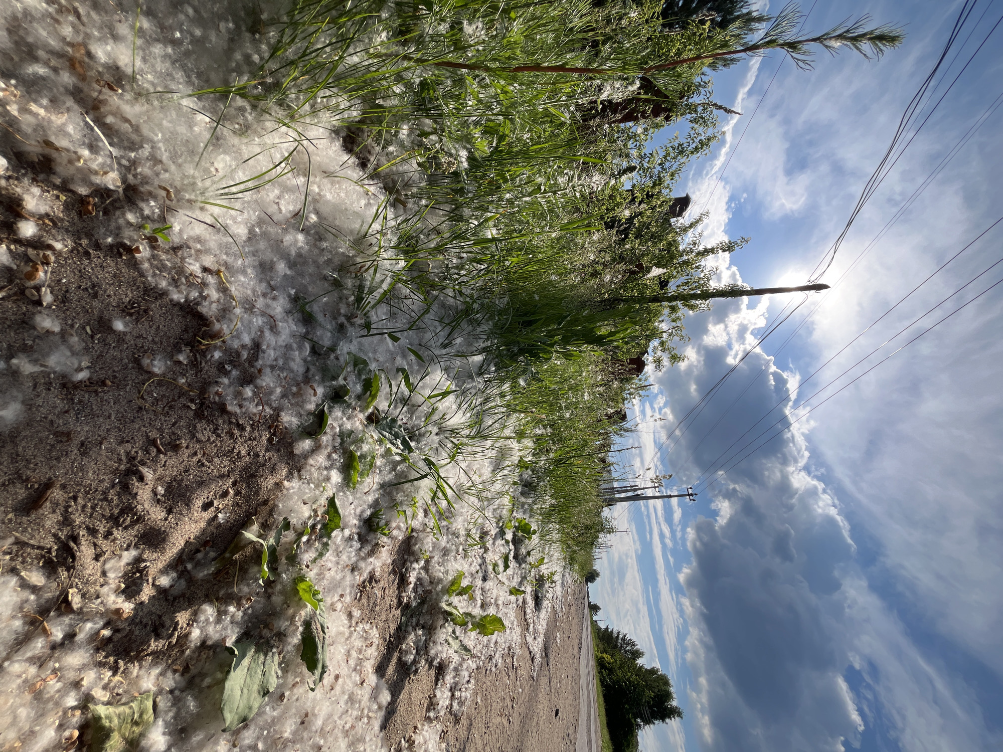 The image depicts a roadside scene in Chaikovsky, Russia, during the season when poplar trees shed their fluffy seeds. A dirt road runs along the right side of the frame, with a patch of green grass and vegetation on the left. The ground, both on the road and in the grassy area, is covered in a thick layer of white poplar fluff, which also clings to the blades of grass. In the background, there are utility poles with overhead wires, some houses with brick facades, and trees. The sky is bright blue with scattered white clouds, and the sun is visible, shining through the clouds and casting a lens flare. The perspective is low to the ground, emphasizing the expanse of poplar fluff and the surrounding natural elements. There are no people or animals visible in the image.