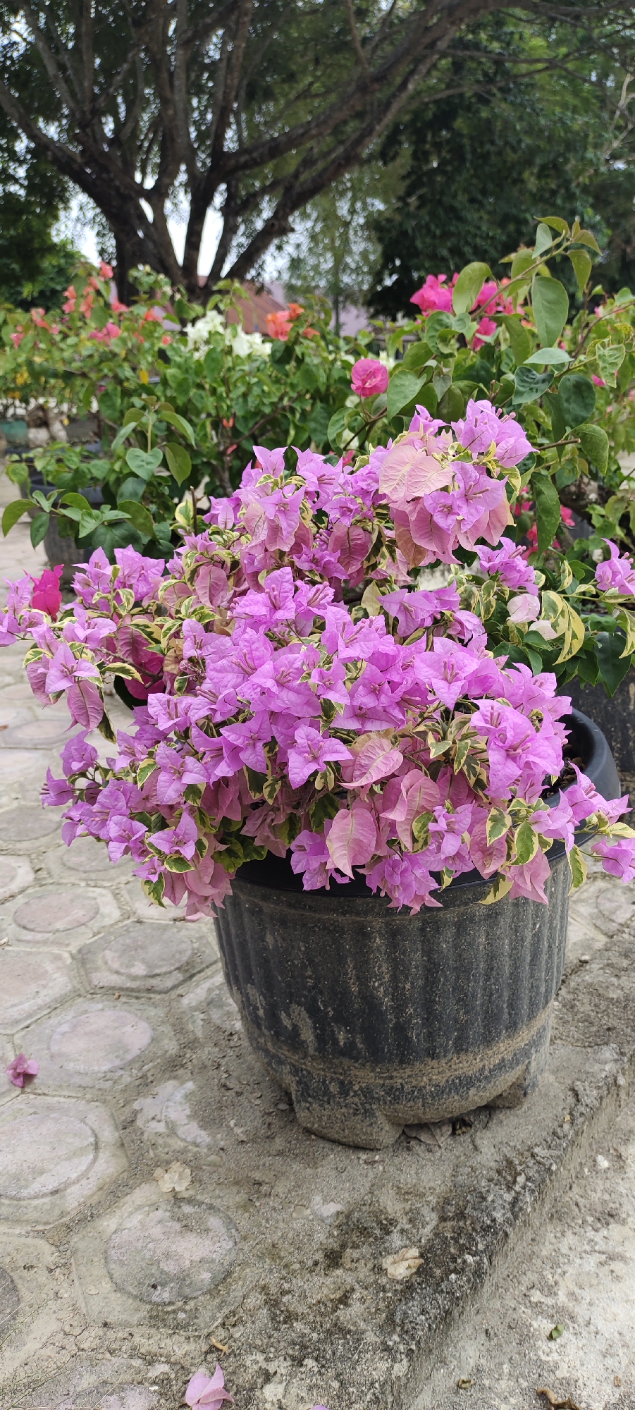 A close-up, vertical shot focuses on a pot of vibrant purple bougainvillea flowers. The flowers, a mix of light and dark purple with some pinkish hues, are lush and abundant, spilling over the sides of the dark, textured pot. The pot itself sits on a paved surface made of circular and hexagonal concrete tiles. In the background, a large, dark-barked tree with numerous branches is visible, its silhouette partially obscuring a soft-focus background of more bougainvillea plants in various shades of pink and white. The environment appears to be an outdoor setting, possibly a garden or nursery, with a general impression of a mild climate. The image is dated and provides no information about people or specific actions. The location is identified as Langnibong, Indonesia.
