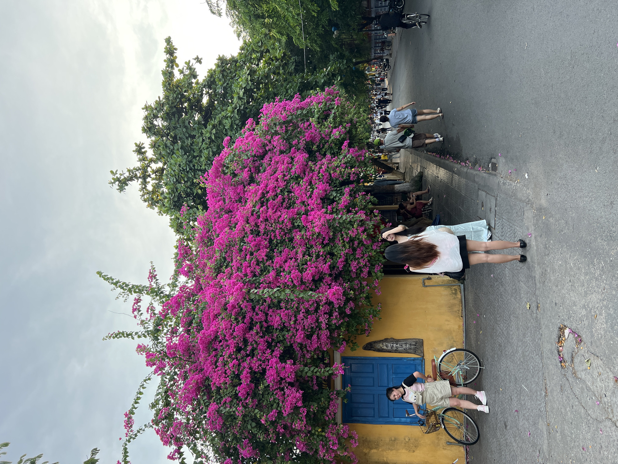 In Hội An Ward, Vietnam, a street scene unfolds with a vibrant bougainvillea tree cascading over a yellow building. A woman stands next to a bicycle, a light-colored strap bag on her shoulder. Two other women are visible near the building, one in a white top and black skirt, the other in a light blue dress. The street is paved with asphalt, and a sidewalk runs alongside the building, lined with trees. Several people are walking down the street, some on bicycles, and others are seated on the sidewalk. The sky is overcast.