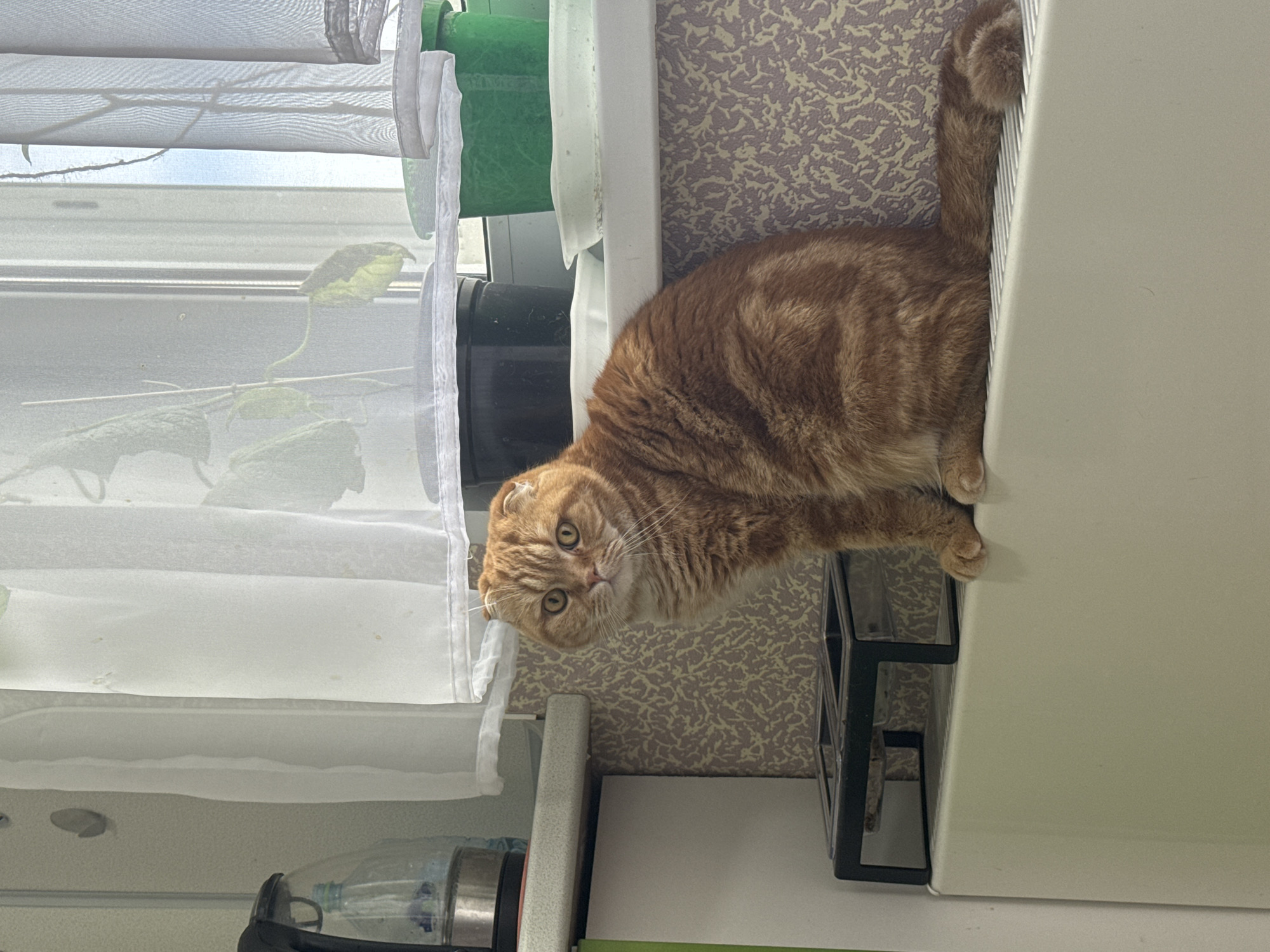 A medium shot depicts an orange tabby cat with folded ears, lying on a surface next to a window with sheer white curtains. The cat is positioned with its head facing the lower-left corner of the frame, its gaze directed towards the viewer. The cat's body extends towards the upper-right, with its tail partially visible against a patterned wall. Behind the curtains, there are green plant pots and foliage. Below the window, a water bottle is visible. The scene appears to be indoors, possibly within a home. There is no verifiable information from the image indicating that this photo was taken in Новинки, Russia.