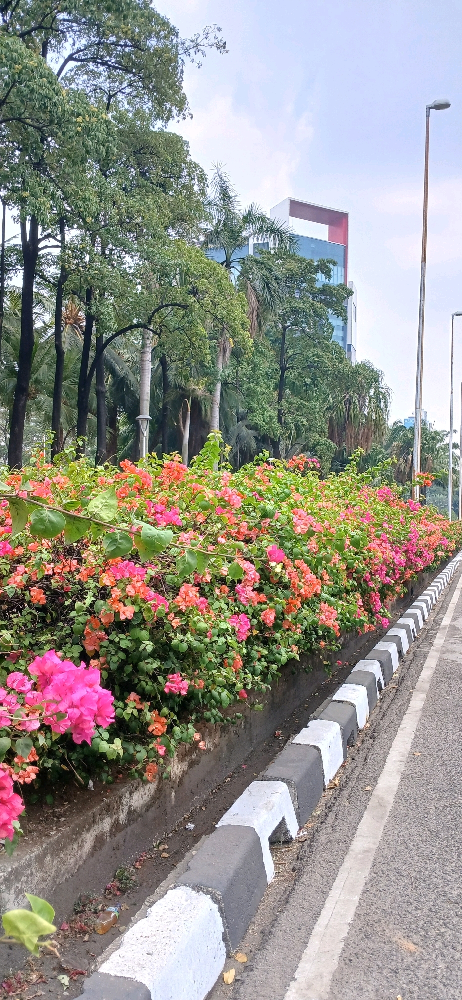 The image captures a roadside scene in Central Jakarta, Indonesia. A dense line of vibrant bougainvillea flowers, in shades of pink and orange, borders a grey concrete curb. The curb is intermittently painted with white and black stripes, indicating a traffic barrier. Beyond the flowers, a drainage ditch is visible, containing some dry leaves and a discarded plastic bottle with a yellow liquid. In the background, lush green trees, including palm trees, create a natural canopy. Peeking through the foliage is a modern glass-fronted building with red and white accents at its upper levels. Streetlights stand tall along the right side of the road, one of which is prominently featured. The road itself is paved and shows a white line marking. The sky above is overcast, suggesting a cloudy day. No people are present in the frame.