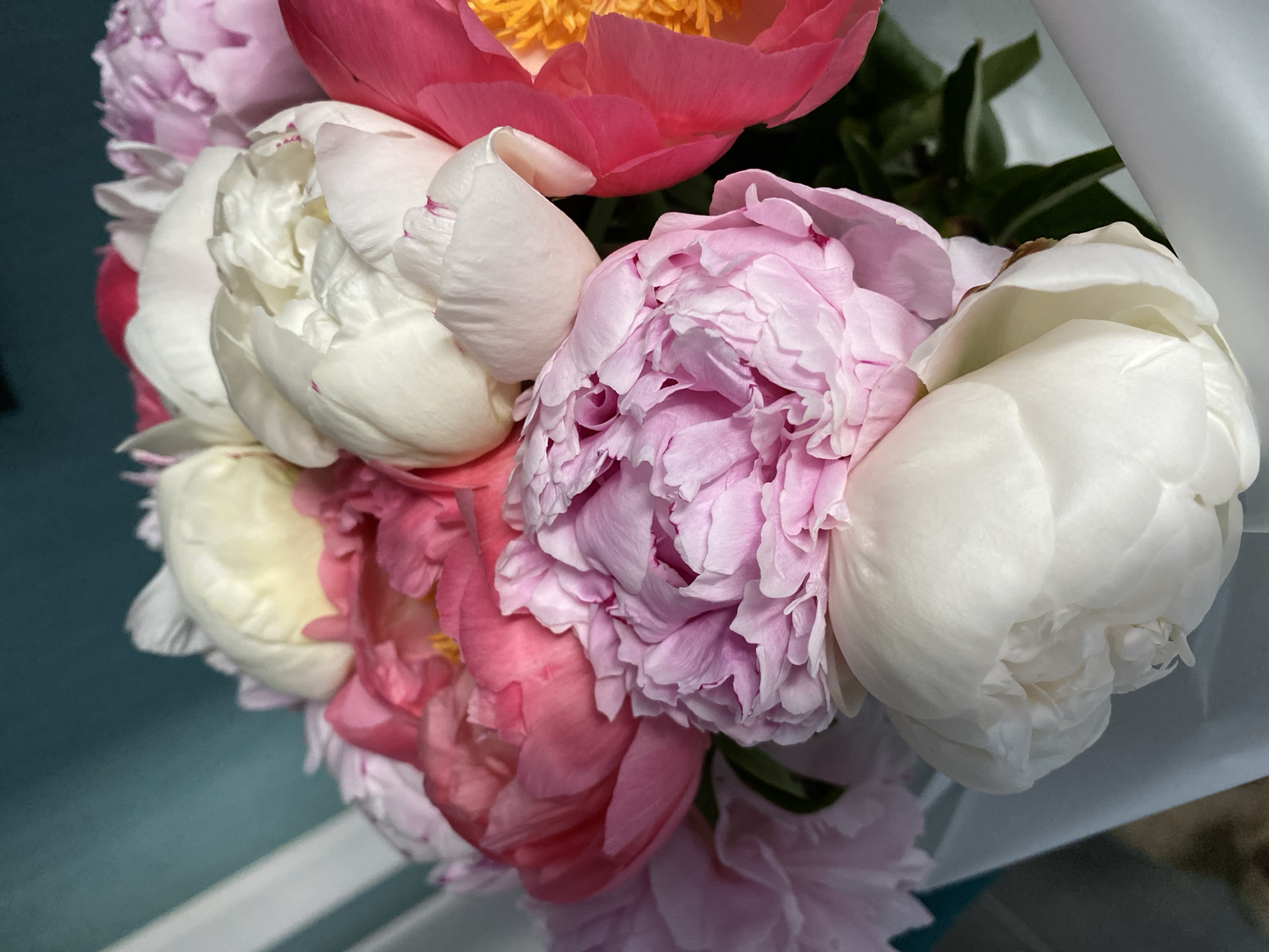 A close-up, eye-level shot displays a bouquet of peonies, featuring a variety of colors including white, pale pink, and bright pink. Some of the flowers are fully bloomed, revealing their delicate petals, while others are still in bud form. The bouquet is presented against a teal-colored background, with white vertical stripes visible on the left side of the frame. The lighting suggests a natural daylight setting, casting soft shadows on the petals. The image does not contain any people, actions, or interactions. The scene appears to be an indoor still life, and there is no information to determine its location in Kudrovo, Russia.