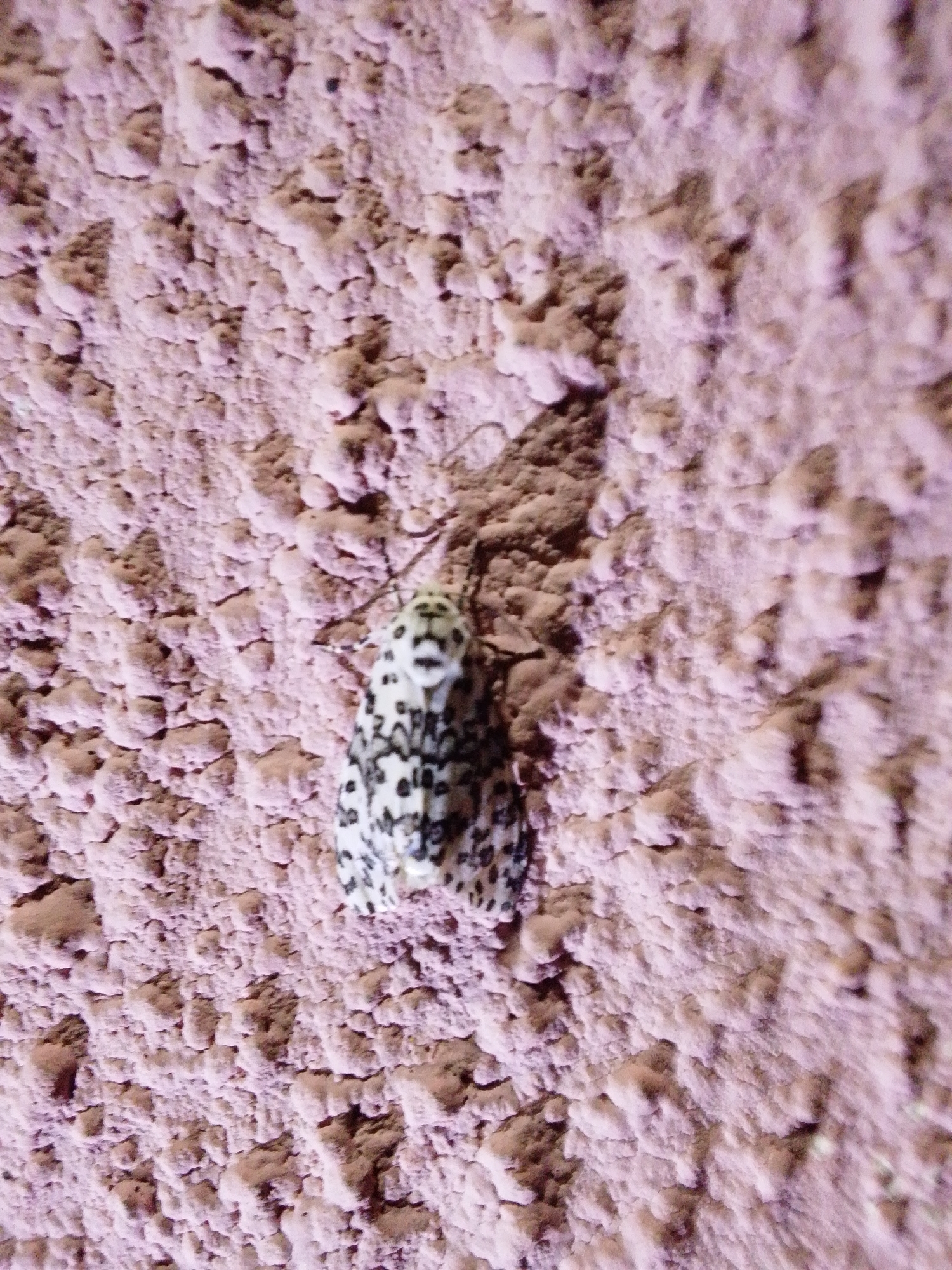 A moth with black and white markings is clinging to a rough, textured, pink wall. The moth is positioned in the lower right quadrant of the image. The wall's surface is uneven, with many raised bumps and crevices. The lighting appears to be natural, with shadows indicating the direction of the light source. The image is a close-up shot of the moth and the wall.