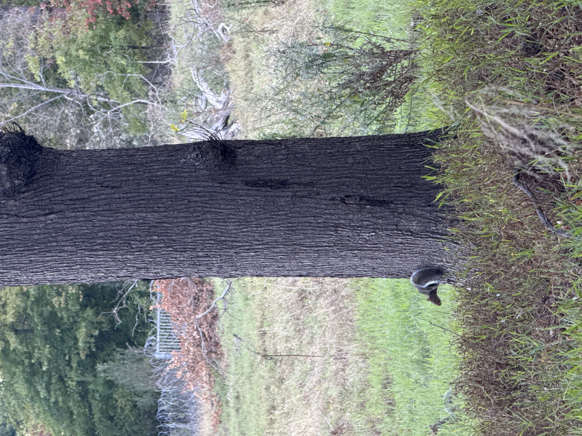 A squirrel clings to the side of a large tree trunk in a grassy area. The background shows a mix of grass, shrubs, and trees, suggesting a park or natural environment. There are indications of a fence-like structure in the far background. The image's orientation is sideways, with the tree trunk running horizontally. No indication of location or the city of Cape Town.