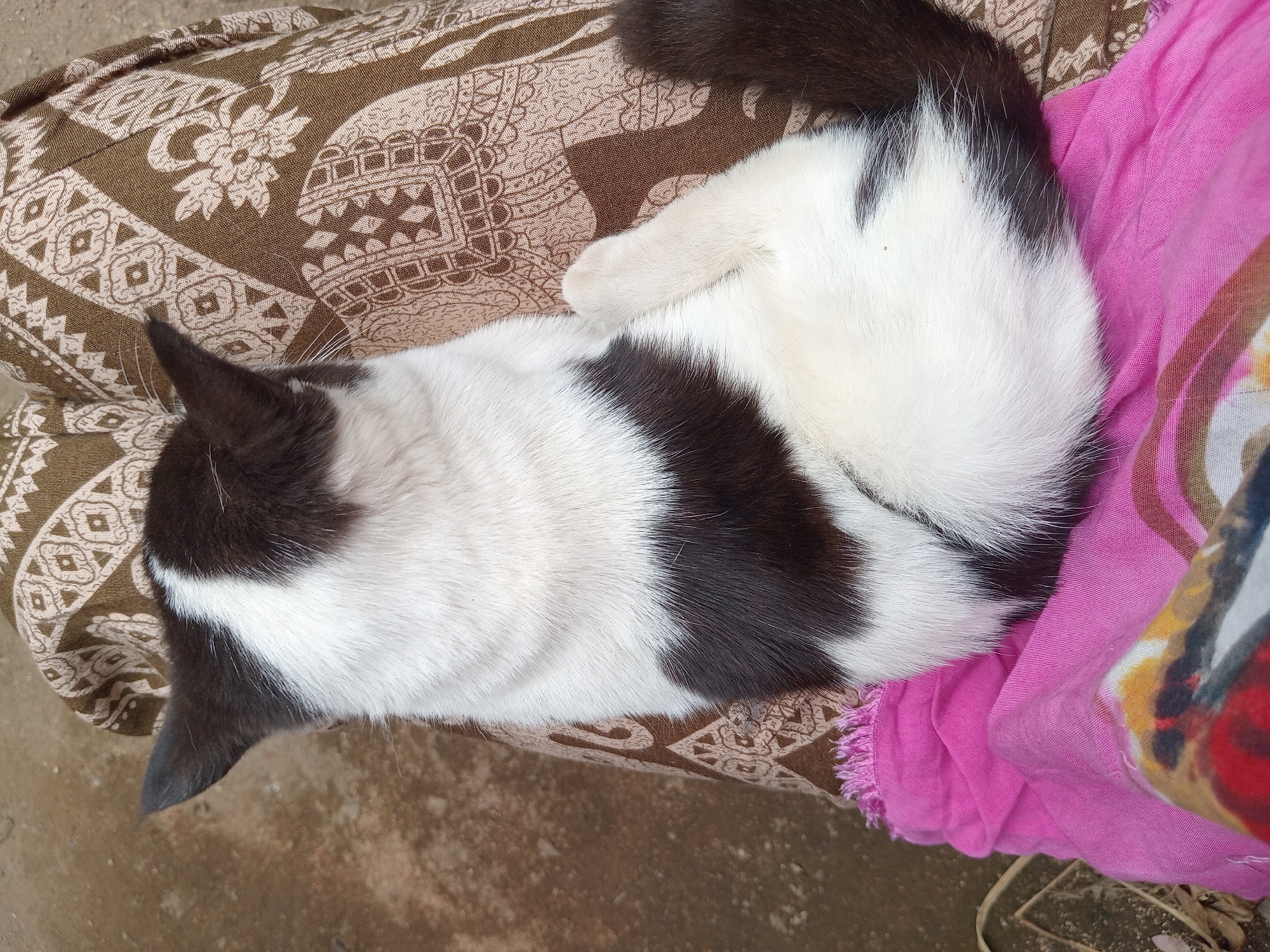 A high-angle, medium shot captures a black and white cat curled up on a person's lap in Claket, Indonesia. The cat's fur is predominantly white with large black patches on its back and tail. Its head is turned away from the camera, with one pointed ear visible. The person is wearing patterned pants with an elephant motif and a pink cloth with fringed edges is draped over their lap. The background shows a blurry, light-brown ground.