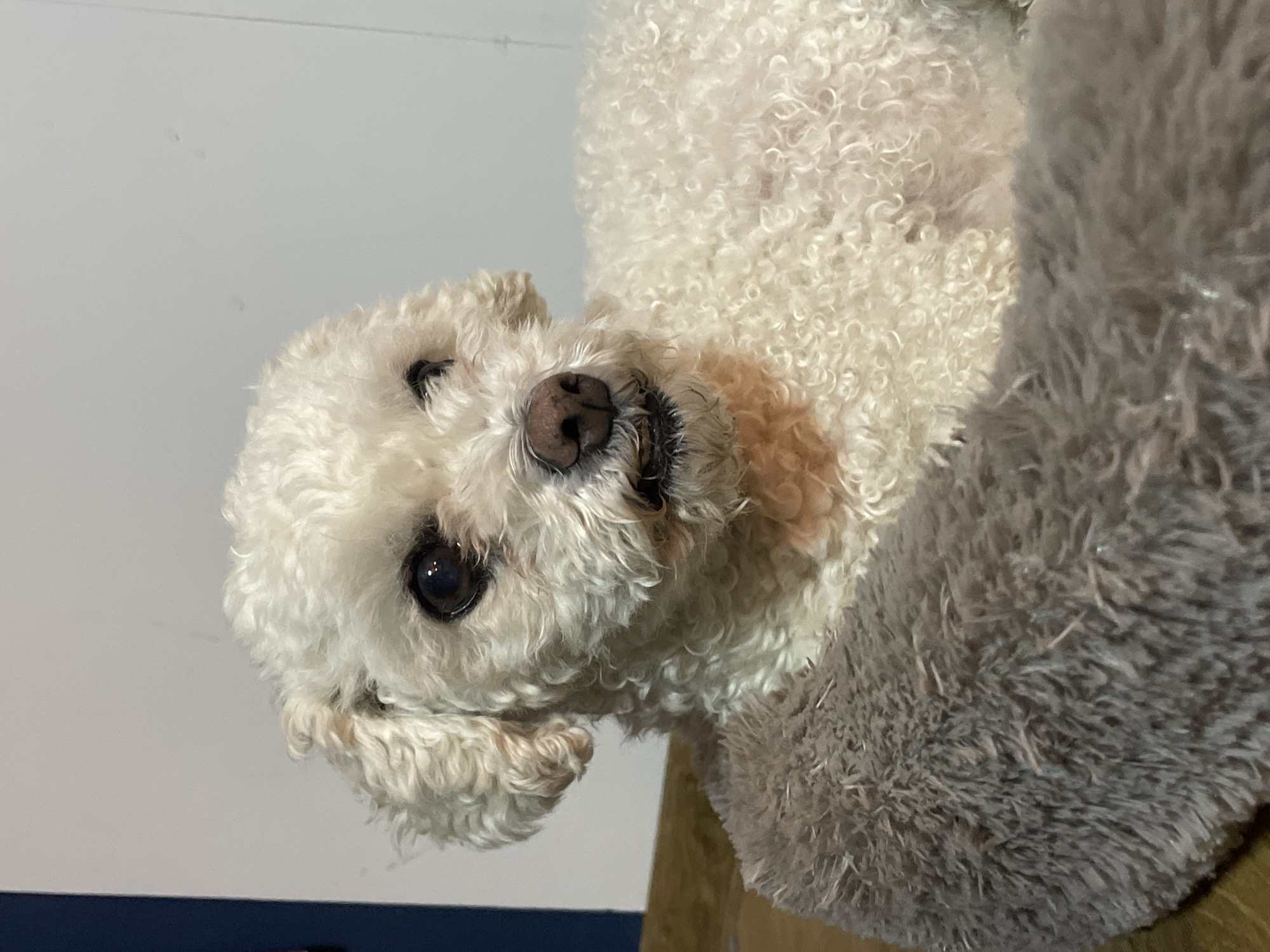 The image displays a close-up of a small, white, fluffy dog, likely a poodle or bichon frise type, in an indoor setting. The dog is lying on its back, with its head tilted slightly towards the viewer. Its curly white fur is prominent, and it has dark, inquisitive eyes and a dark brown nose. Its mouth is slightly open, revealing some teeth, which gives it a playful, curious, or relaxed expression. One of its paws is visible near its face.
The dog rests against a large, grey, fluffy object, possibly a blanket, bed, or stuffed animal, which takes up the right side of the frame. The background consists primarily of a plain, light-colored wall or ceiling. A thin dark blue line, potentially a baseboard or part of a piece of furniture, is visible along the bottom left edge. The lighting is soft and even, typical of an indoor environment without strong natural light cues. The dog appears content and engaged. There is no visible text within the image. The photo is from Yekaterinburg, Russia.