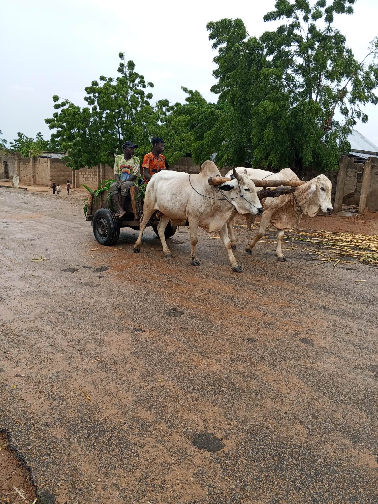 Two men are sitting on a wooden cart pulled by two white oxen on a dirt road in Arawa, Nigeria. The man in front, on the left, is wearing a light-colored t-shirt with a graphic design and dark pants. The man behind him, on the right, is wearing an orange t-shirt. The cart is loaded with green vegetation. The oxen are fitted with yokes. In the background, there are traditional mud-brick buildings with corrugated metal roofs, trees, and more vegetation. The road is wet and appears to be muddy in places, suggesting recent rainfall. The sky is overcast. Several children can be seen walking in the distance on the left side of the road.