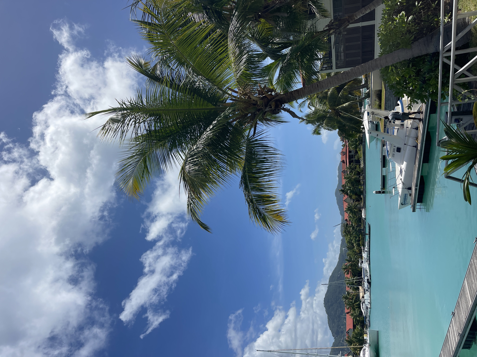 A marina in Victoria, Seychelles, is depicted under a bright blue sky with scattered white clouds. The turquoise water is calm, reflecting the sky. Several boats are docked, including sailboats and smaller motorboats. A prominent palm tree with lush green fronds dominates the foreground on the right side of the image, casting shadows. In the mid-ground, a white catamaran is moored to a dock, with a person in a grey shirt and shorts standing on the deck. Behind the marina, a line of buildings with red-tiled roofs and palm trees are visible, with a lush green hillside in the distance. The scene conveys a tropical, serene atmosphere.