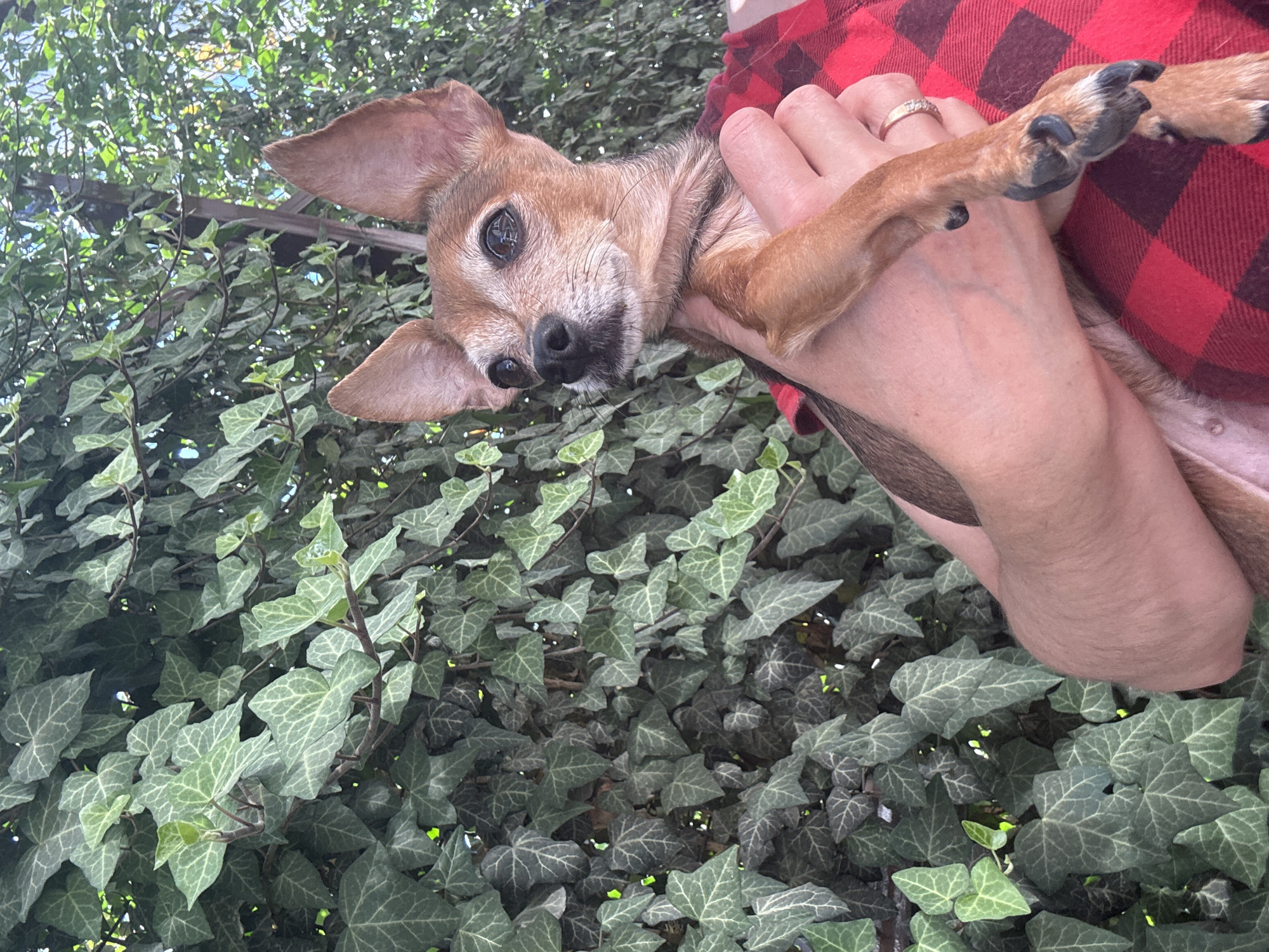 A small, tan-colored dog with large ears is being held by a person wearing a red and black plaid shirt. The dog is looking to the left of the frame. The background is filled with dense green ivy growing on what appears to be a wall or fence. The lighting suggests it is daytime, possibly outdoors in natural light. The overall impression is a casual, pet-focused moment. The location is identified as Fastovetskaya, Russia.