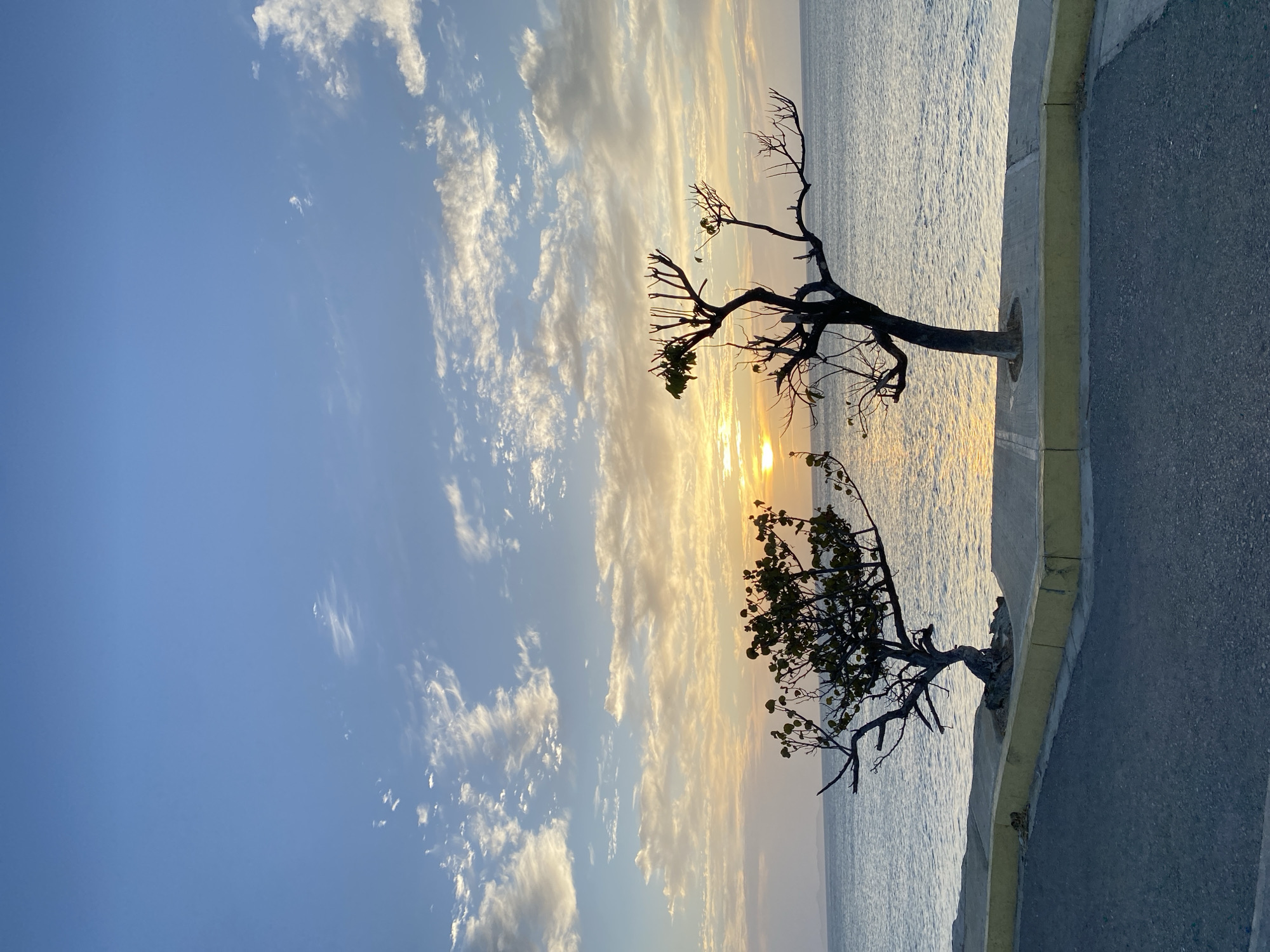 The image depicts a waterfront scene in Juan Griego, Venezuela, at what appears to be sunset. Two trees, one with bare branches and the other with foliage, grow on a concrete barrier separating a paved road from the ocean. The sky shows a mix of blue and cloud formations, with the setting sun reflecting on the water's surface. The overall composition is tranquil, capturing the natural beauty of the coastal environment.