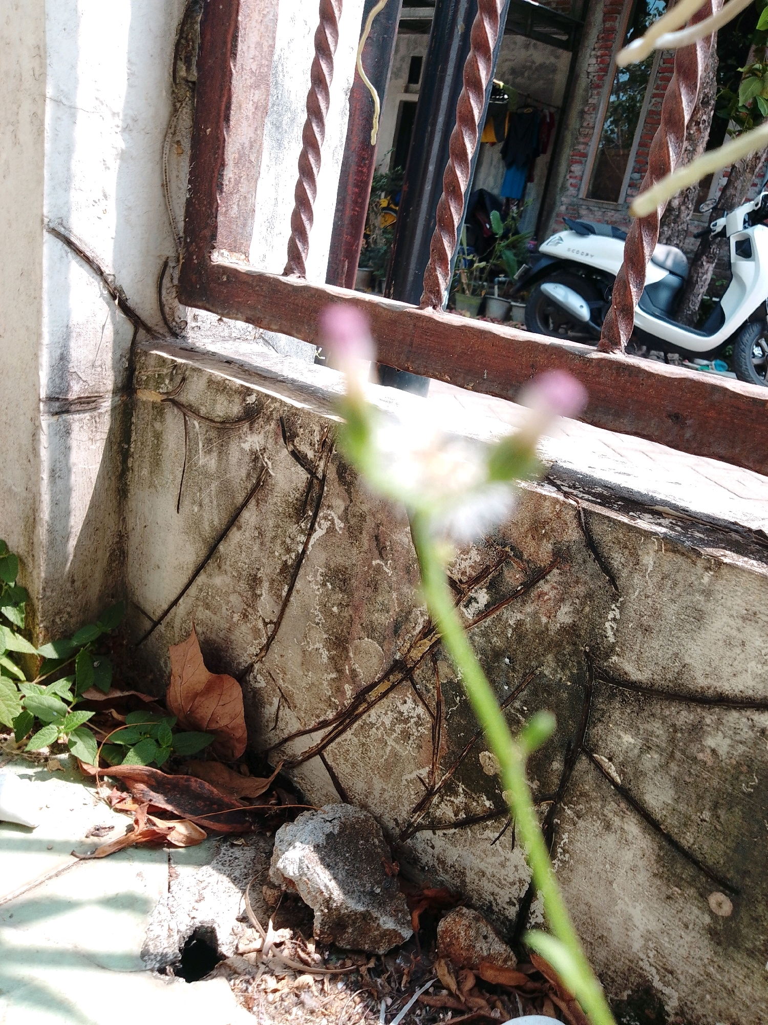 This is a medium-shot, eye-level, outdoor photograph taken in Cikal, Indonesia. The image is primarily focused on a thin, green plant stem with a blurred pink flower bud at the top, positioned in the foreground. The plant is growing out of a cracked, weathered concrete ledge. Behind the plant and ledge, a rusty, ornate metal fence or gate is visible. Through the fence, a white scooter is parked next to a brick building with a window. The ground in front of the ledge is a tiled surface with some dried leaves and small rocks scattered on it, and a small dark hole in the tile. A white wall with visible cracks and shadows is to the left of the fence. The lighting suggests it is daytime, with harsh shadows cast by the metal fence.