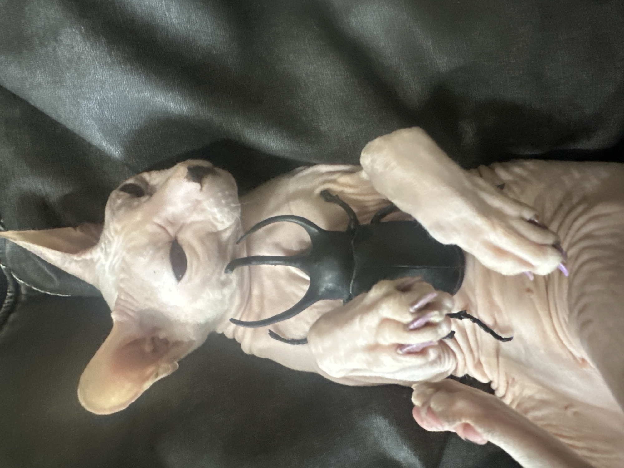 A hairless cat, likely a Sphynx breed, lies on its back on a dark, textured surface, possibly leather. The cat has pale pink skin, dark eyes, and prominent ears. It is holding a black toy beetle with its front paws. The beetle has prominent horns. The cat's claws are visible and appear to have light purple nail polish. There are no discernible identifying features of the city of Togliatti, Russia, in the image; the environment is a close-up shot focused on the cat and the toy.