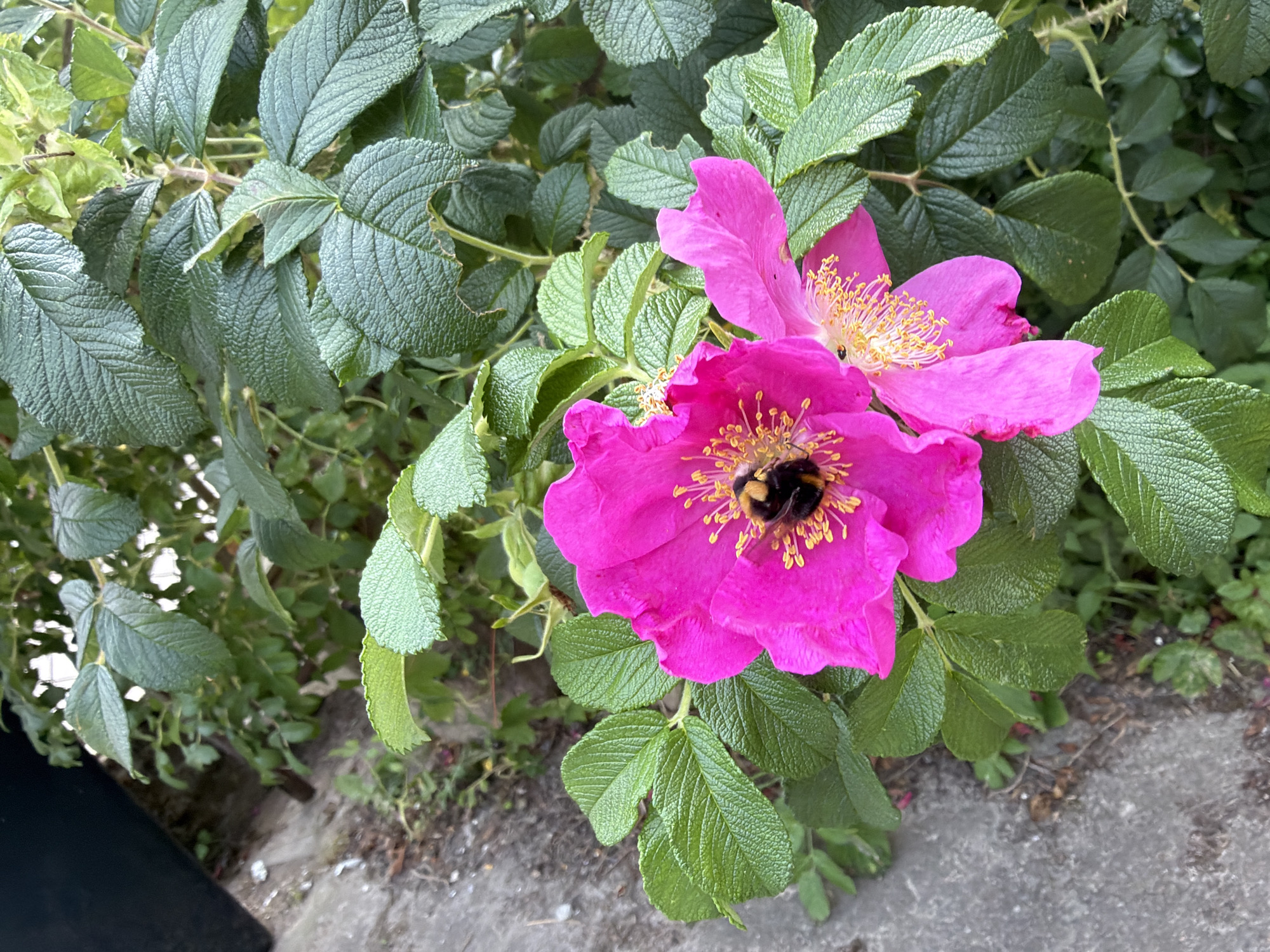 A close-up, eye-level shot captures two vibrant pink flowers with yellow stamens. A bumblebee, its body striped black and yellow, is actively foraging on the stamens of the flower on the left. The flowers are surrounded by lush, green foliage with serrated leaf edges. In the background, a gray concrete path is visible, suggesting an outdoor urban setting. This scene is located in the city of Szczecin, Poland, likely in a garden or park area.