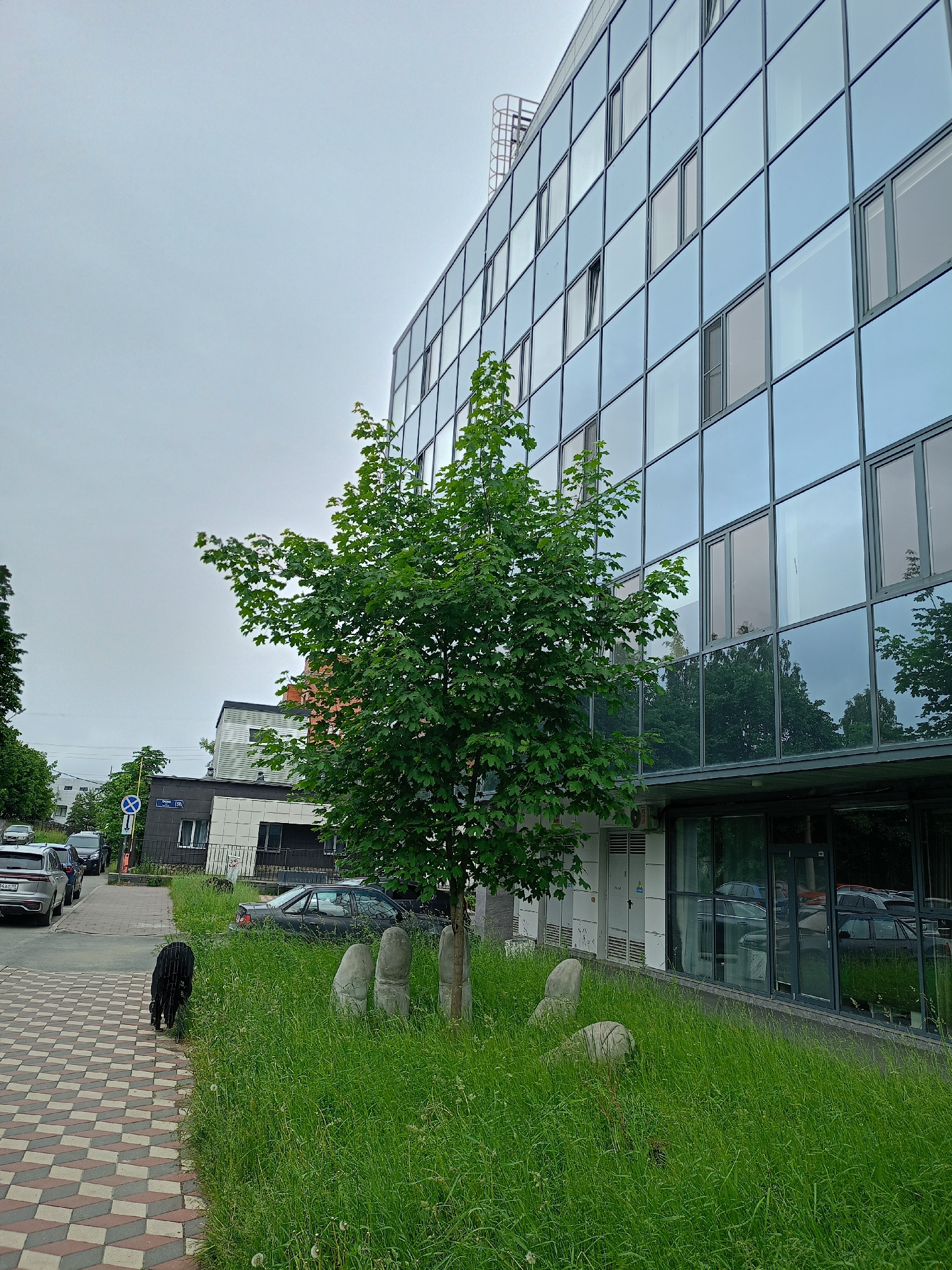 A black dog with curly fur walks along a tiled sidewalk next to a grassy area. In the grassy area, there are three stone sculptures that appear to be abstract and rounded. A young, leafy green tree stands in the grass in front of a modern building with a glass facade. The building has multiple stories and the windows reflect the sky and surrounding trees. To the left of the building, there are cars parked along the street and other buildings. A street sign with Cyrillic lettering is visible. The sky is overcast, suggesting it might be a cloudy day, possibly in the morning or afternoon. The overall scene appears to be an urban or suburban environment. No specific activity or event is clearly depicted, but the dog's presence suggests a casual outing.