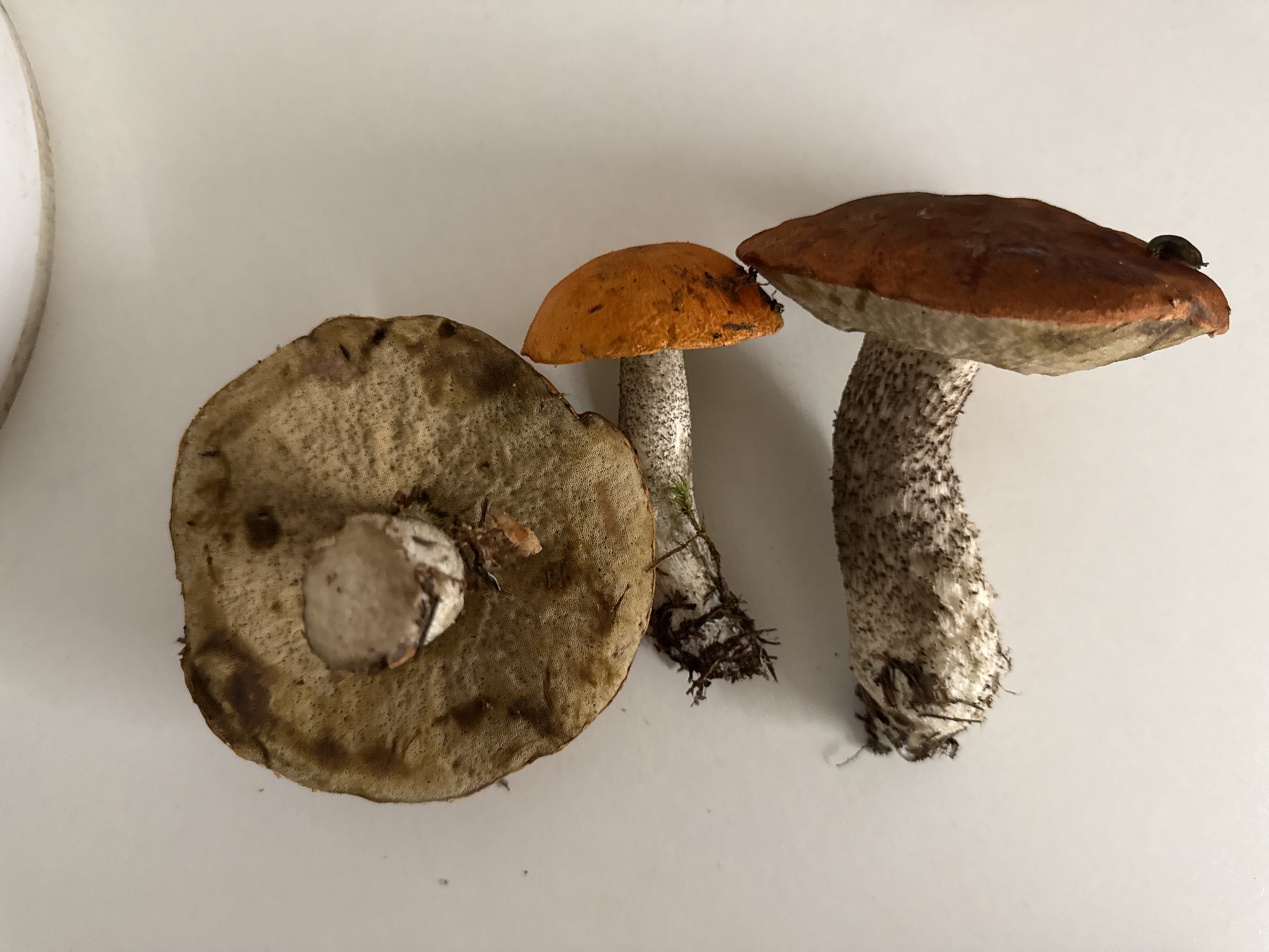 A top-down view shows three mushrooms on a white surface, likely a table, in Vologda, Russia. The largest mushroom, positioned at the top left, is turned so its underside is visible. It has a wide, flat cap with a textured, brownish-grey surface marked with darker spots and blemishes. A small, white stem protrudes from the center of the cap. Below this, arranged vertically, are two more mushrooms. The middle mushroom has a vibrant orange cap, visible from its side, and a thick, white stem with dark speckles. The bottom mushroom, oriented with its cap facing downwards, displays a reddish-brown cap, also seen from the side, and a similarly speckled white stem. The stems of all mushrooms show remnants of soil and fine roots at their bases. The lighting is even, creating minimal shadows.