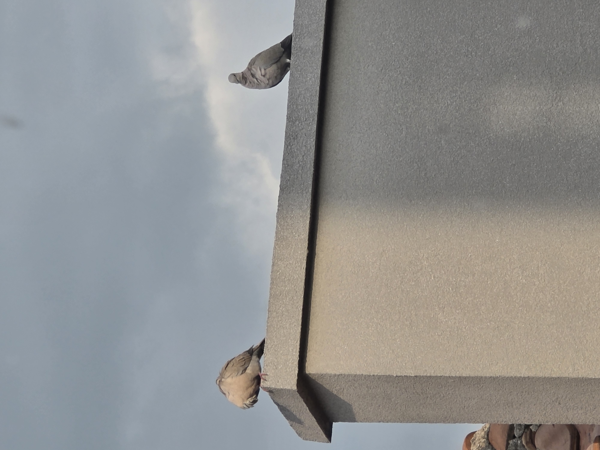 Two pigeons perch on the edge of a grey concrete structure against a cloudy sky. A portion of a red-tiled roof is visible at the bottom right. The image appears to have been taken from a low angle, looking upward. No people are visible. The location is not specified in the image itself, only mentioned in the prompt.