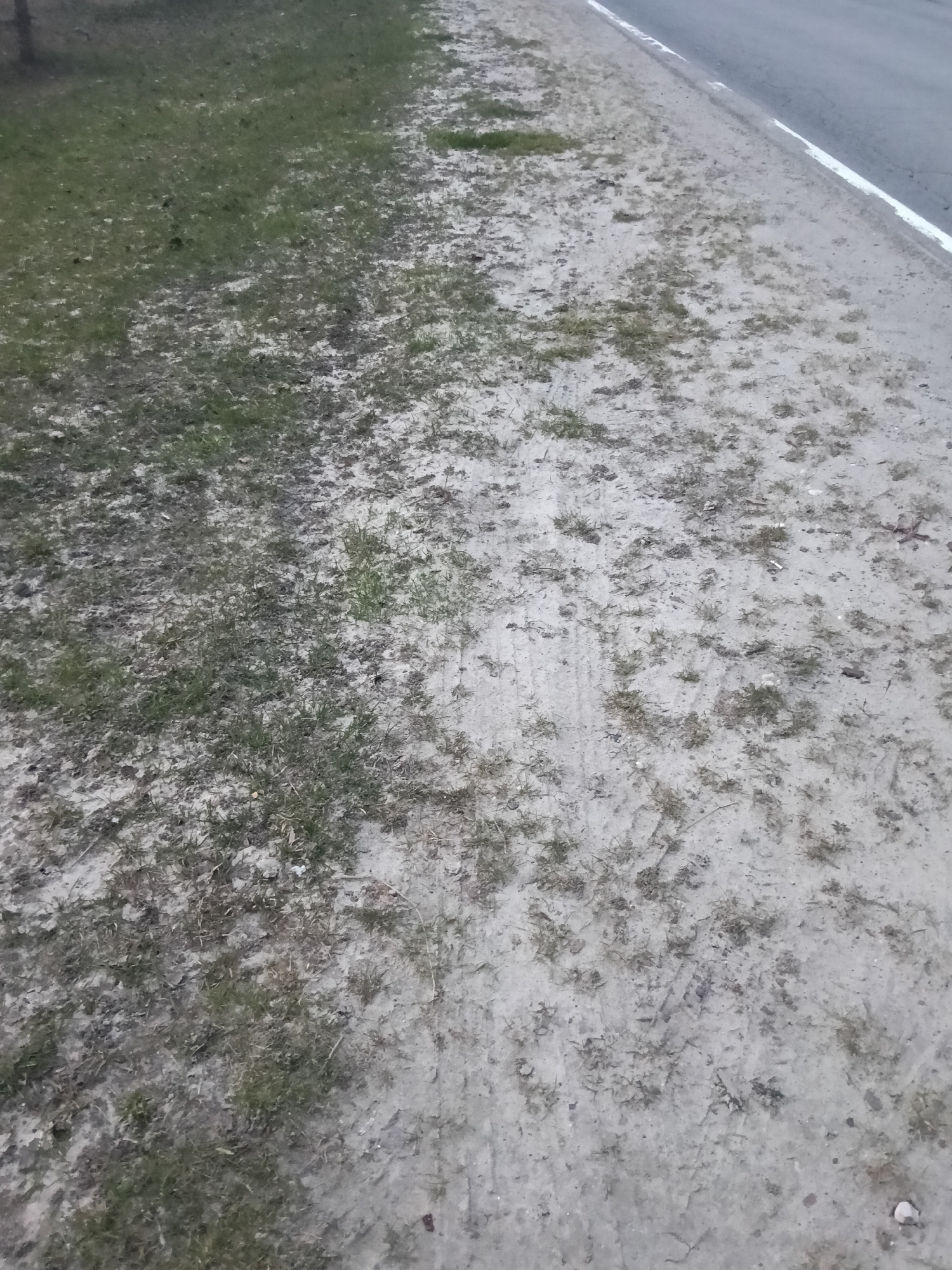 The image presents a ground-level view of a roadside verge in Красный Маяк, Russia. On the right side of the frame, a segment of a paved, dark grey asphalt road is visible, marked by a crisp, solid white line delineating its edge. Adjacent to the road, the ground consists primarily of light-colored sandy or dusty earth, interspersed with sparse patches of green grass. Further to the left, away from the road, the grass cover becomes denser, creating a more continuous green area, though still mixed with exposed earth.
The terrain immediately next to the road shows faint, parallel indentations or tracks in the dirt, suggesting light vehicle or foot traffic. Scattered dry leaves or debris are also visible among the grass and bare ground. The lighting appears soft and diffuse, indicating an overcast day or possibly early morning/late afternoon, as there are no distinct shadows. The overall scene conveys a somewhat unkempt, rural or semi-rural roadside environment. There are no people, animals, or prominent objects other than the natural landscape elements and the road. No discernible text is visible within the frame.