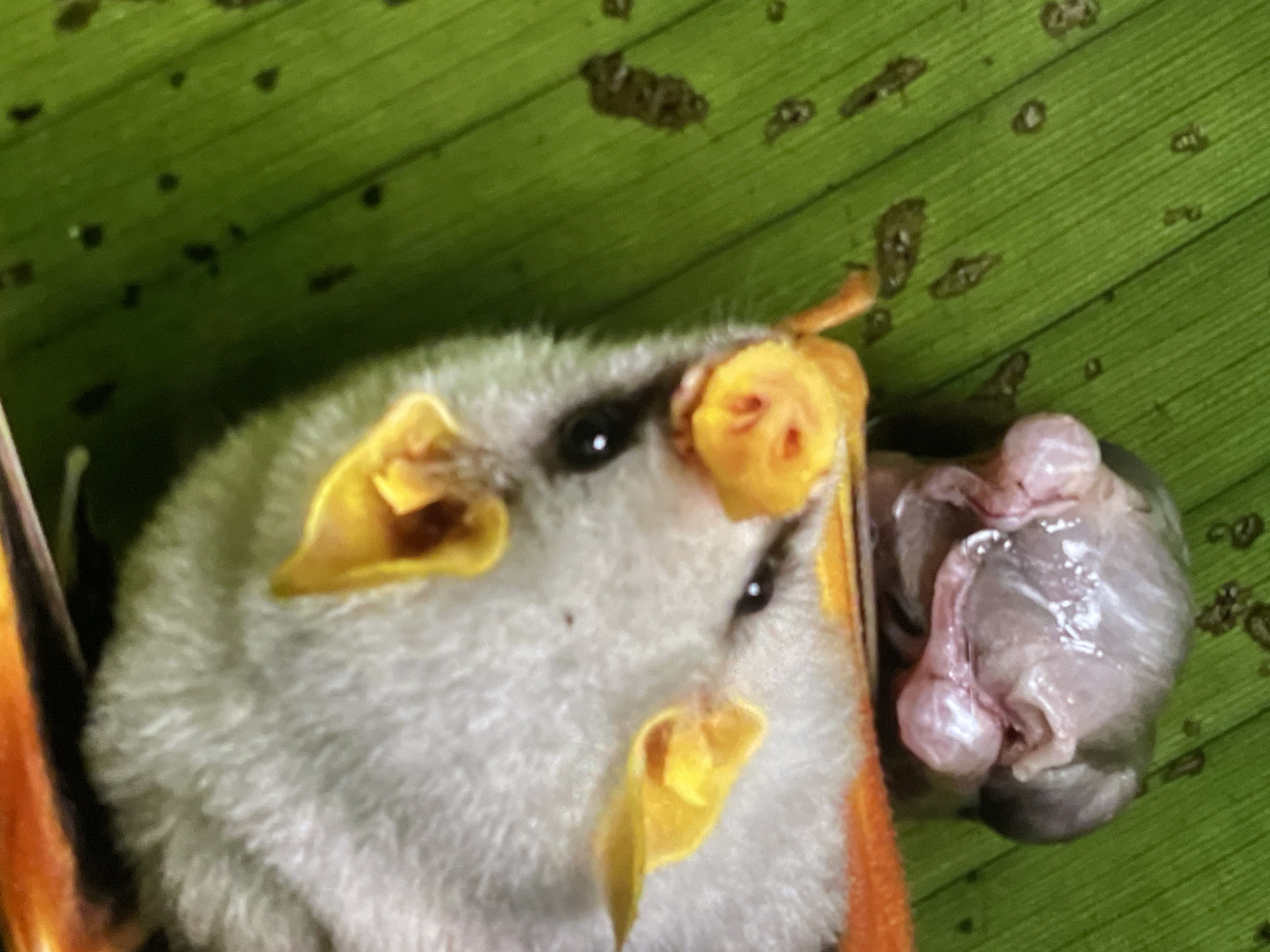 A Honduran white bat is seen perched on a green leaf next to what appears to be a dead newborn baby bat. The bat has yellow ears and a yellow nose. The background is a green leaf with dark spots. There is no indication of a city or environment, and Russia has no relation to Honduran white bats.