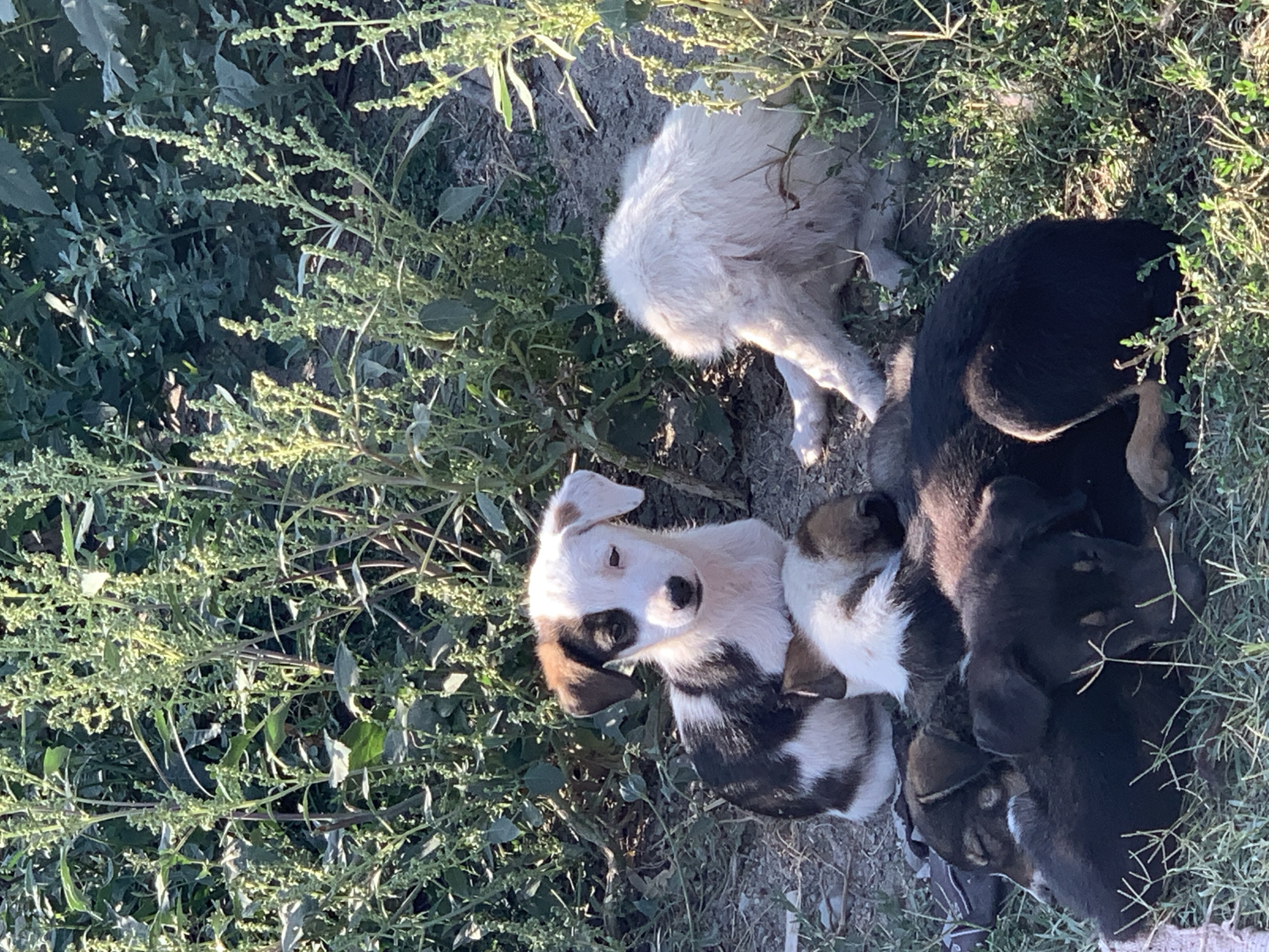 A group of puppies rests in the shade of green vegetation, with one puppy sitting alertly in the foreground. The puppies are of various colors, including black, white, and brown. The scene appears to be an outdoor environment in Komsomolskoe, Kyrgyzstan, possibly a rural or undeveloped area given the natural vegetation and unpaved ground. The lighting suggests it is daytime.