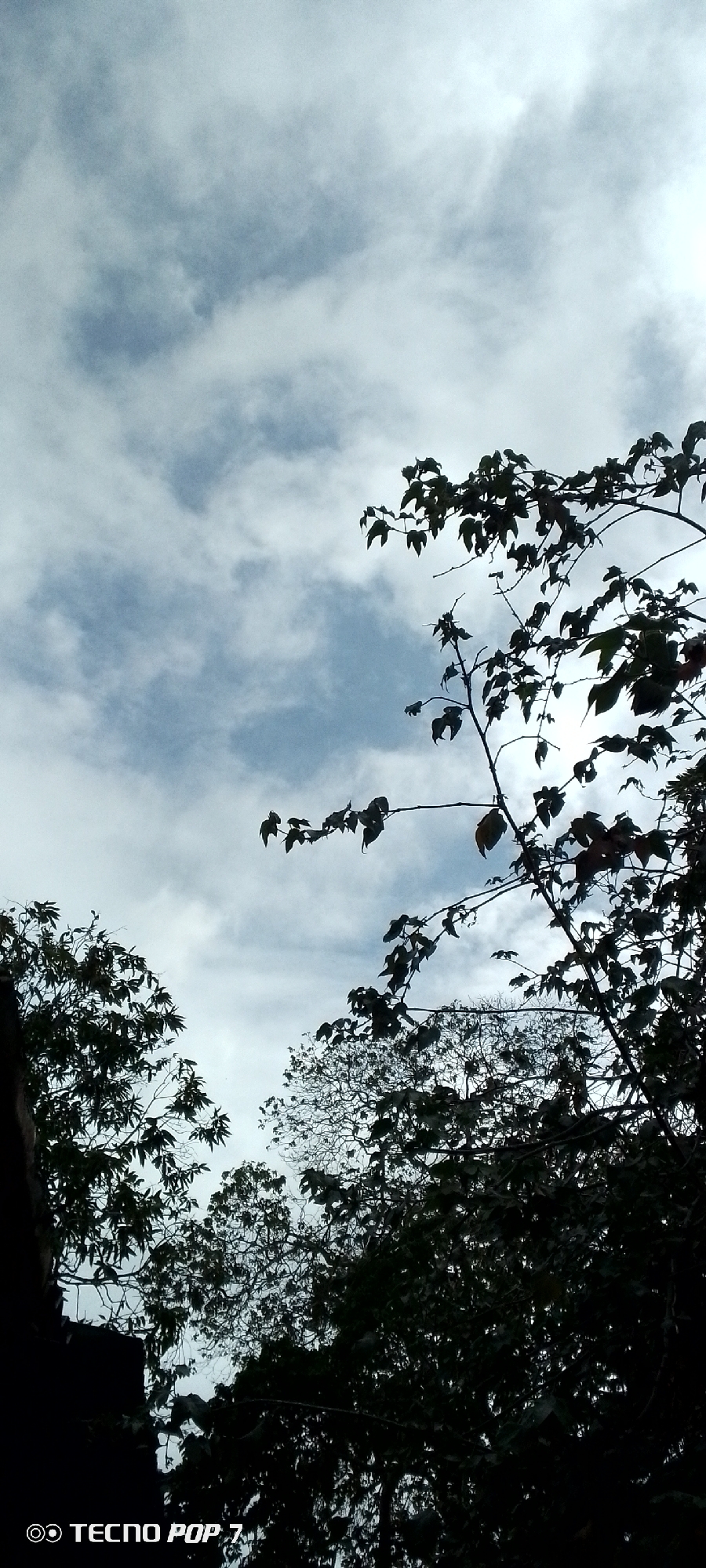 This is a vertical, low-angle outdoor shot of the sky above a densely leaved tree canopy, as seen from the city of Altagracia, Venezuela. The sky is a pale, cloudy blue, with patches of white clouds that are illuminated by the sun. Silhouetted against the sky are the dark, leafy branches and trunks of several trees. In the bottom left corner of the image, the text "TECNO POP 7" is visible in white lettering.